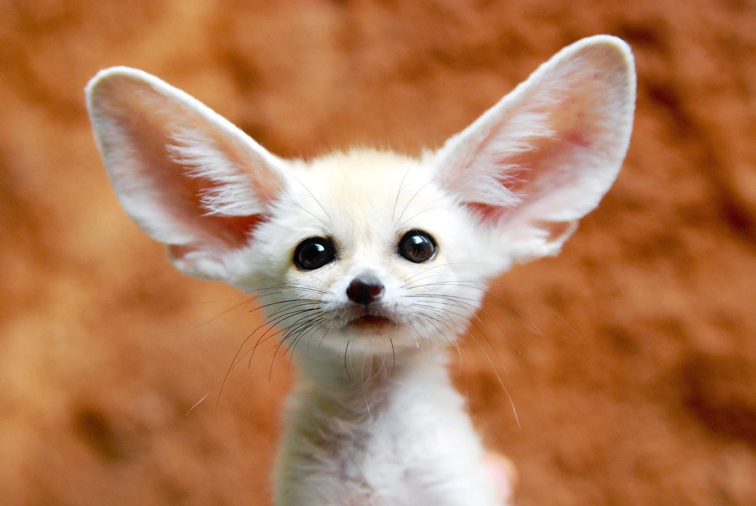 5 Coolest Exotic Pets