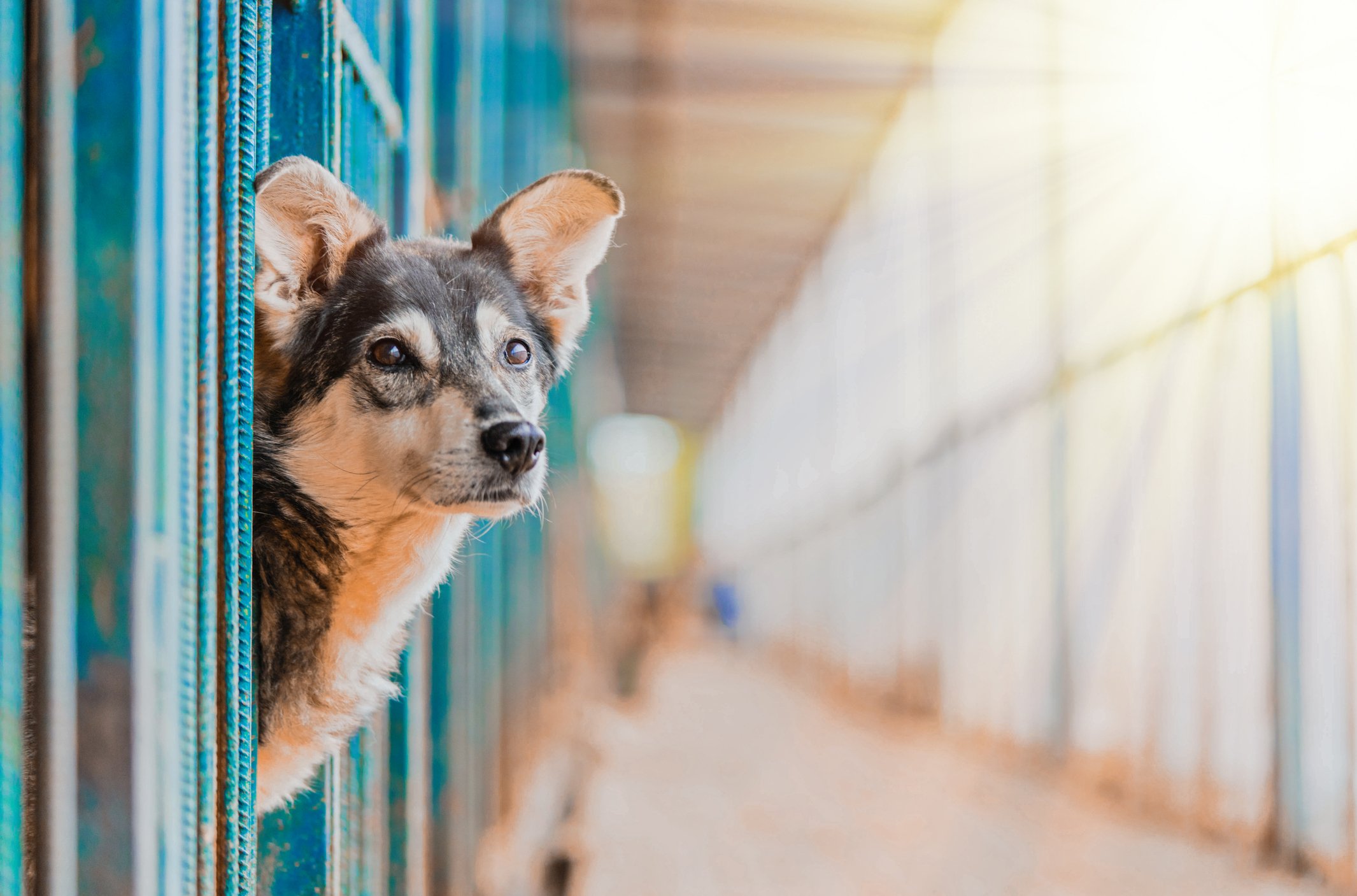 Costs Involved With Adopting A Dog