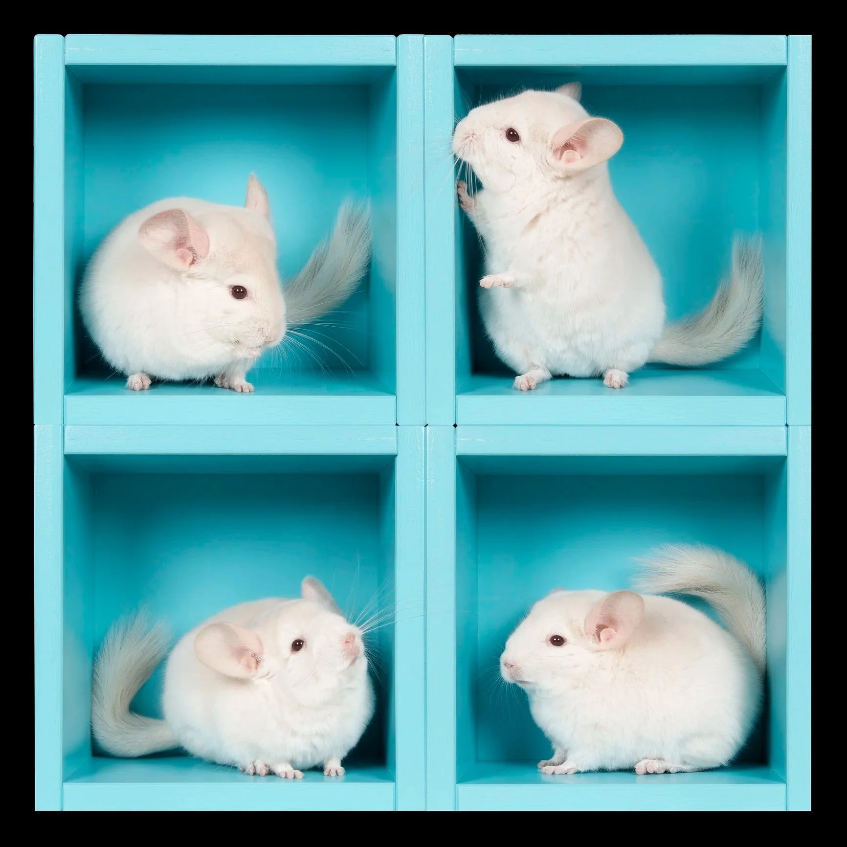 Five Cute Pets