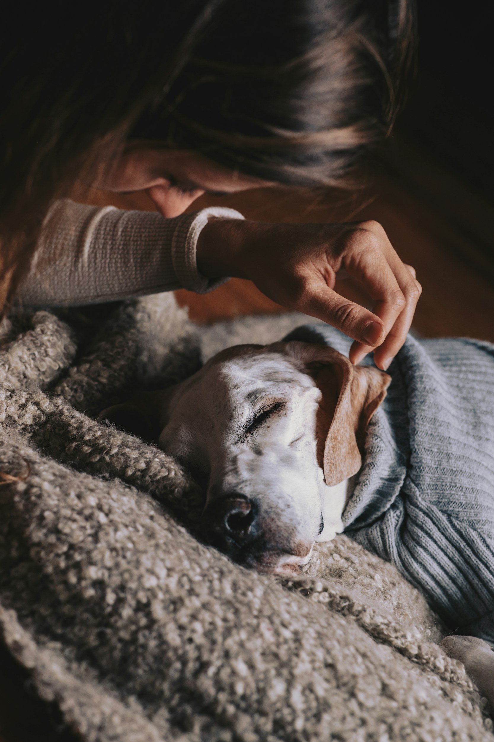 How To Clean Your Dogs Ears