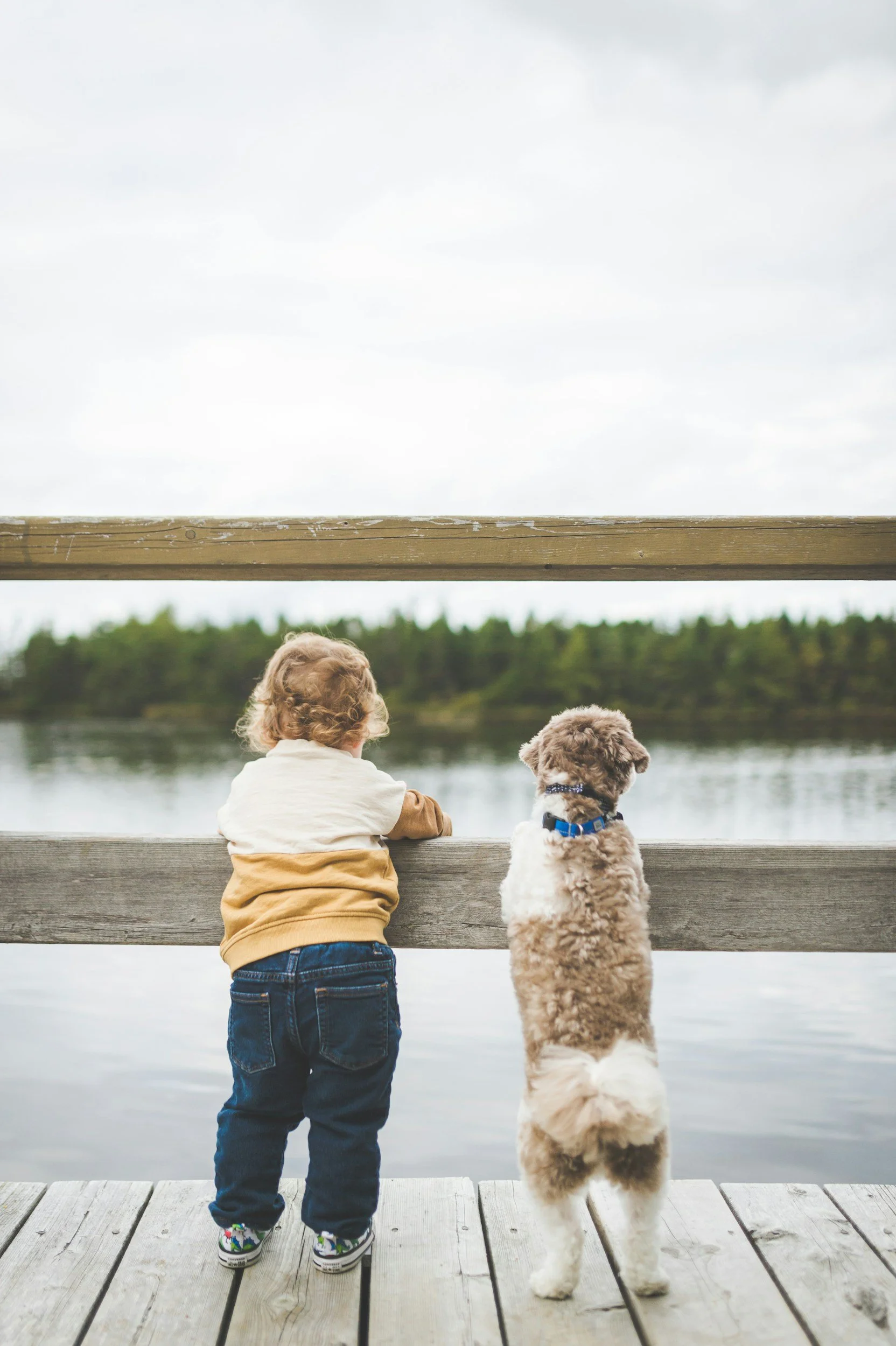 How To Introduce Your Dog To Kids