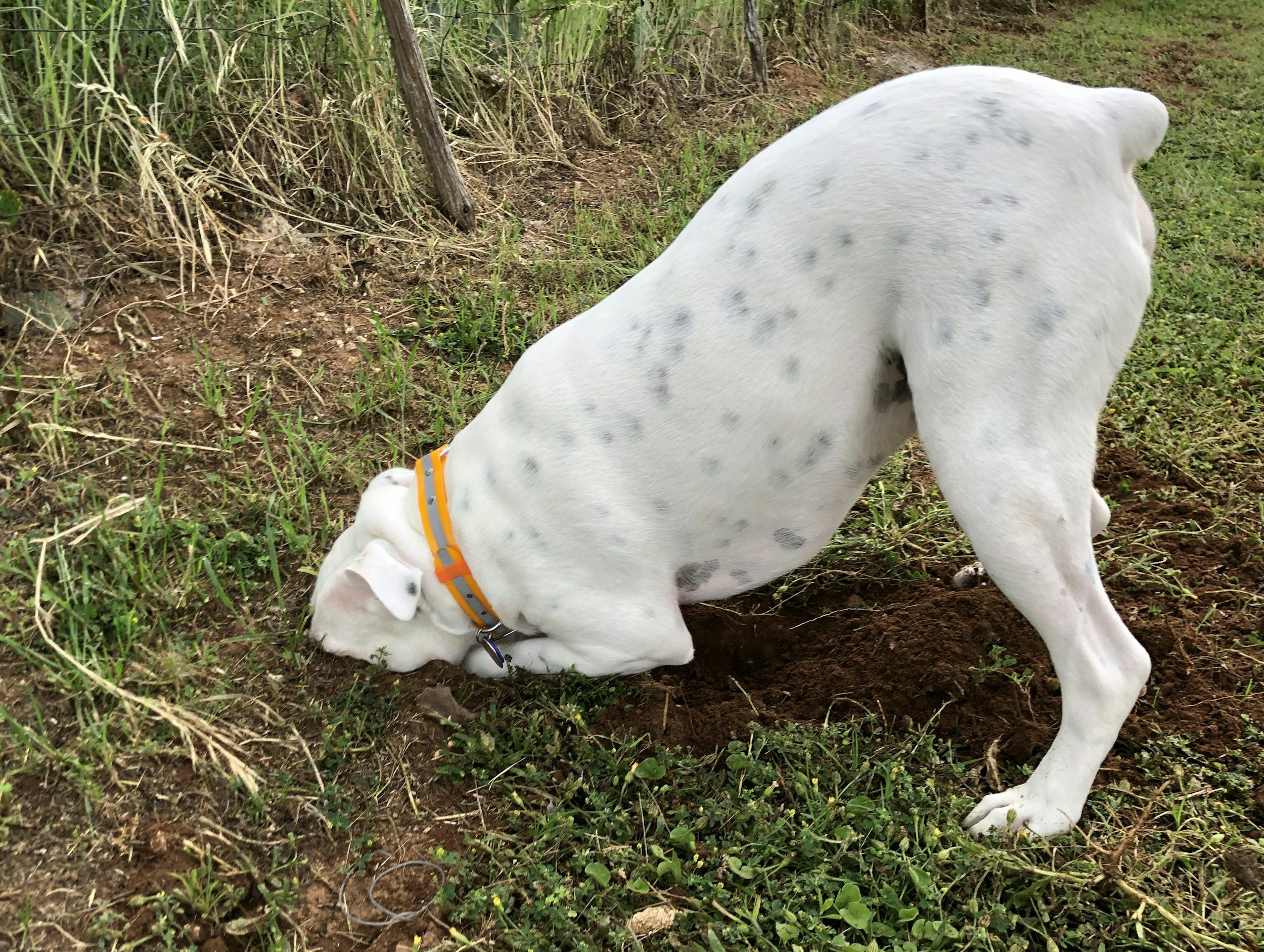 Why Is My Dog Digging So Much?