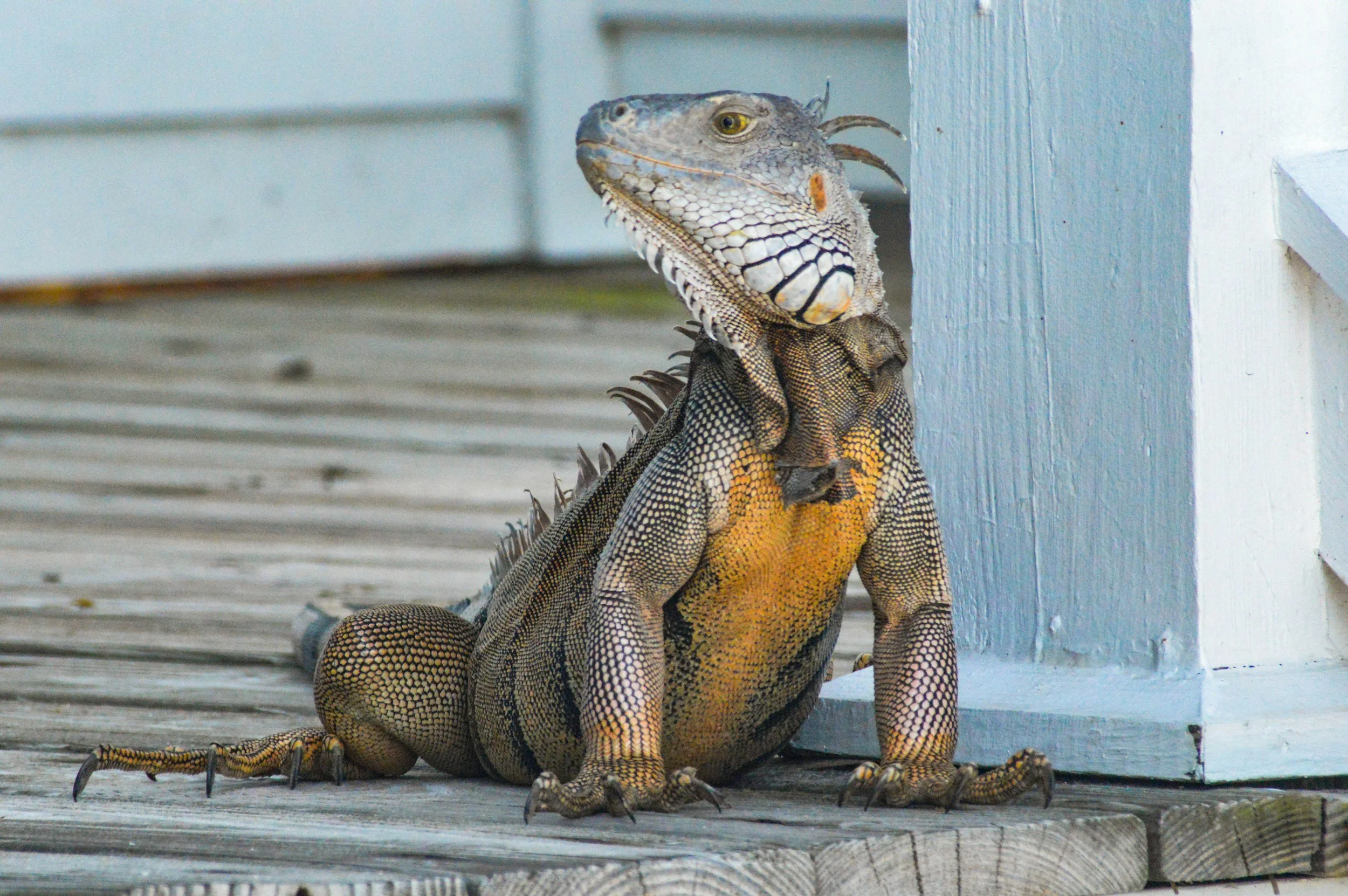 Five Pets For Kids To Reconsider