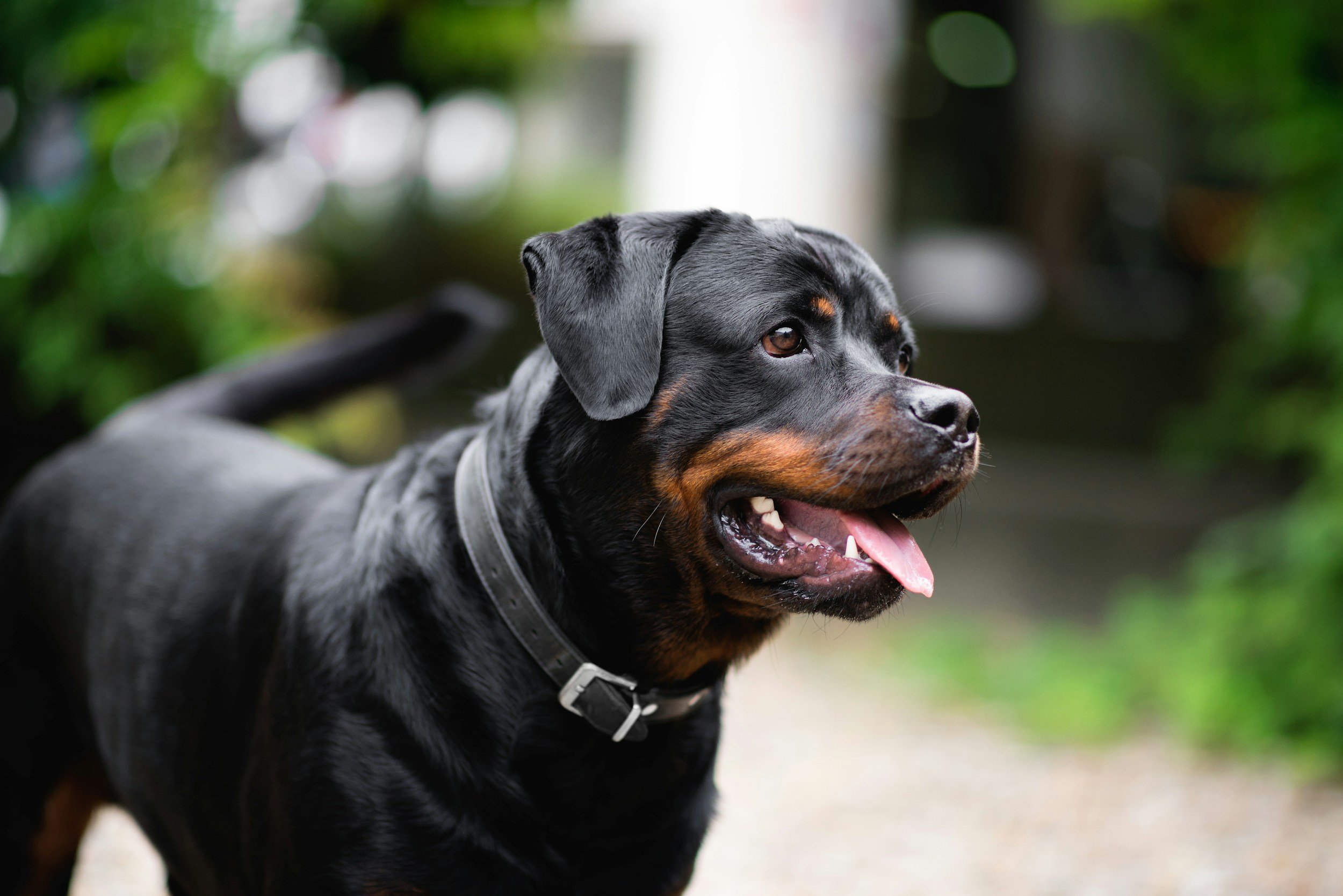 Five Expensive Dog Breeds