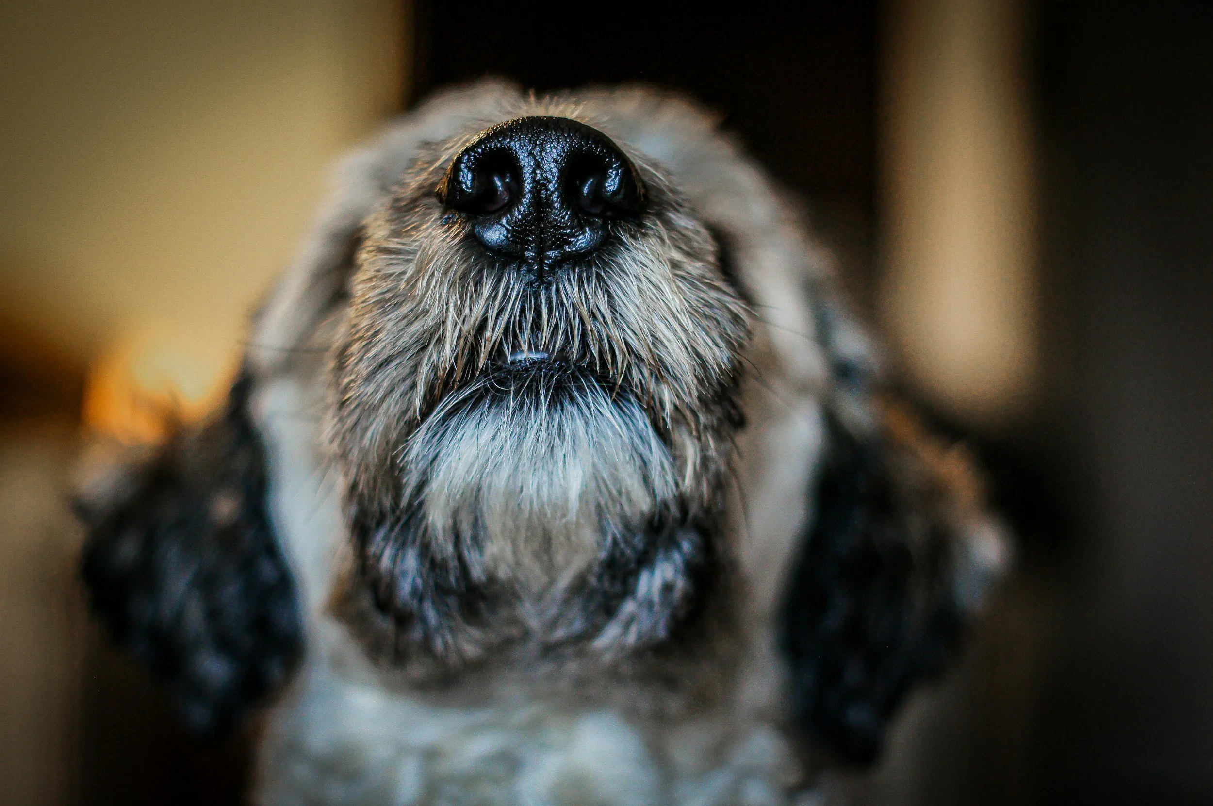 Why Is My Dogs Nose Wet?