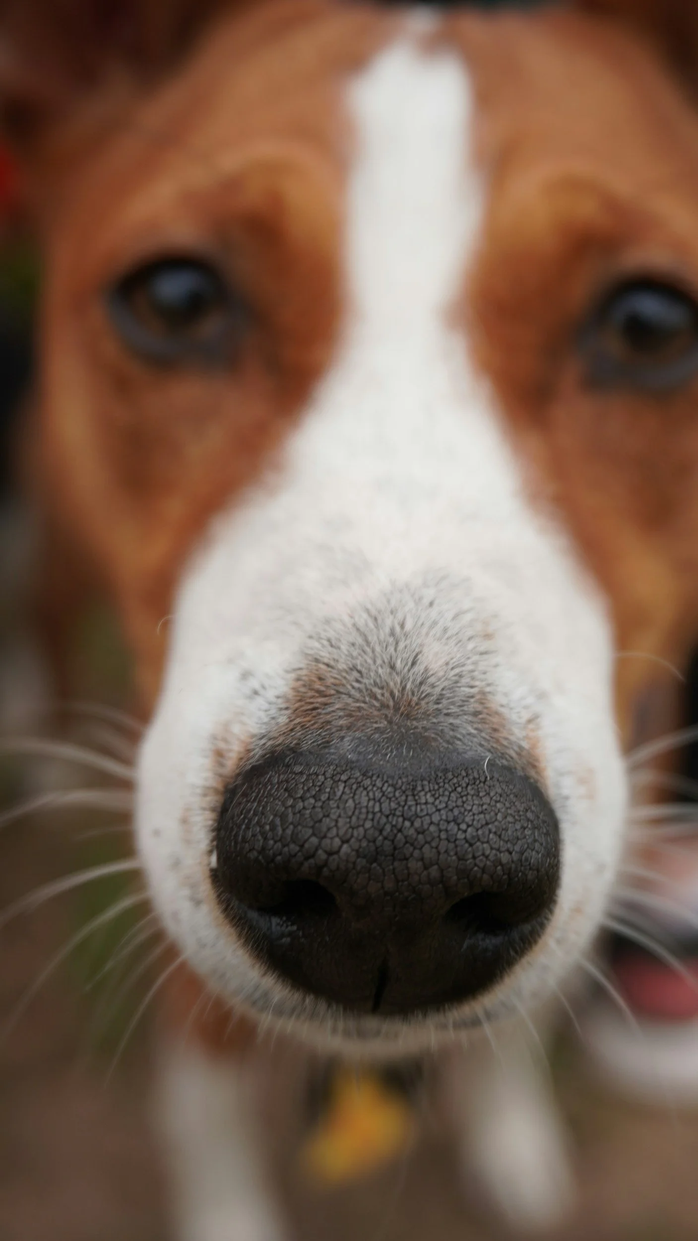 Why Is My Dogs Nose Dry?
