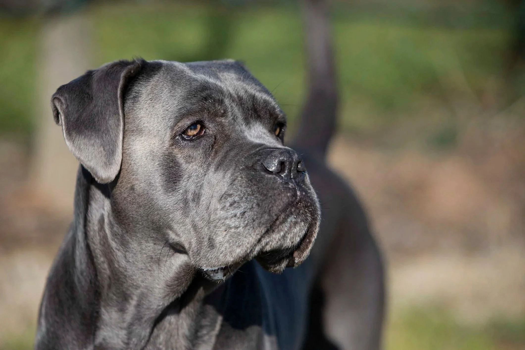 Our Top Five Breeds For Guard Dogs