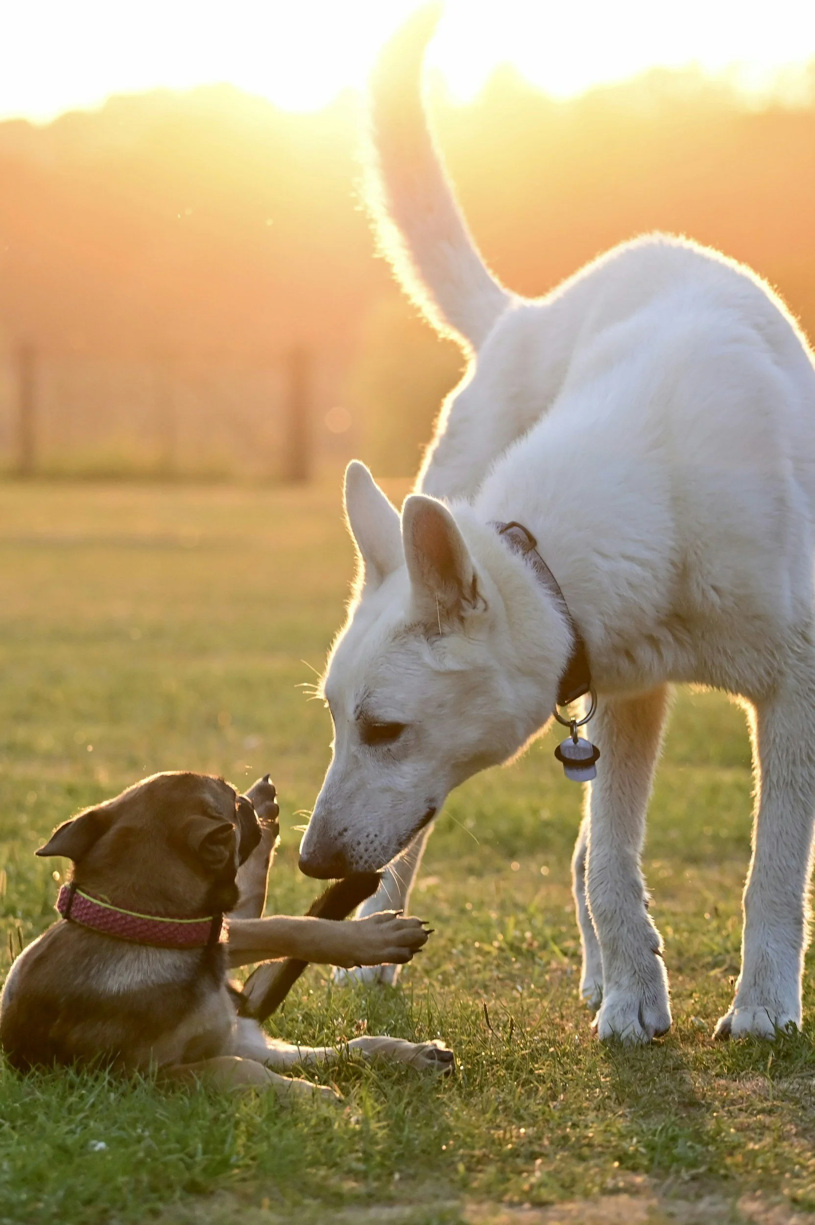 How To Introduce Your Dog To A New Puppy