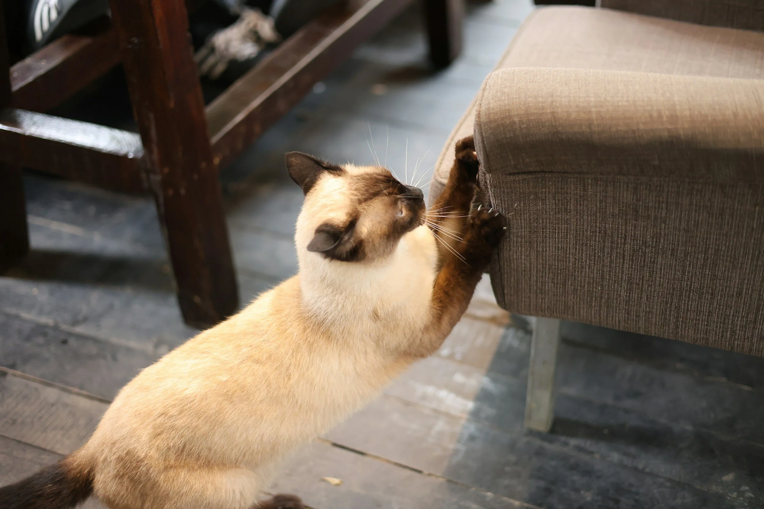 Why Is Your Cat Scratching Your Furniture