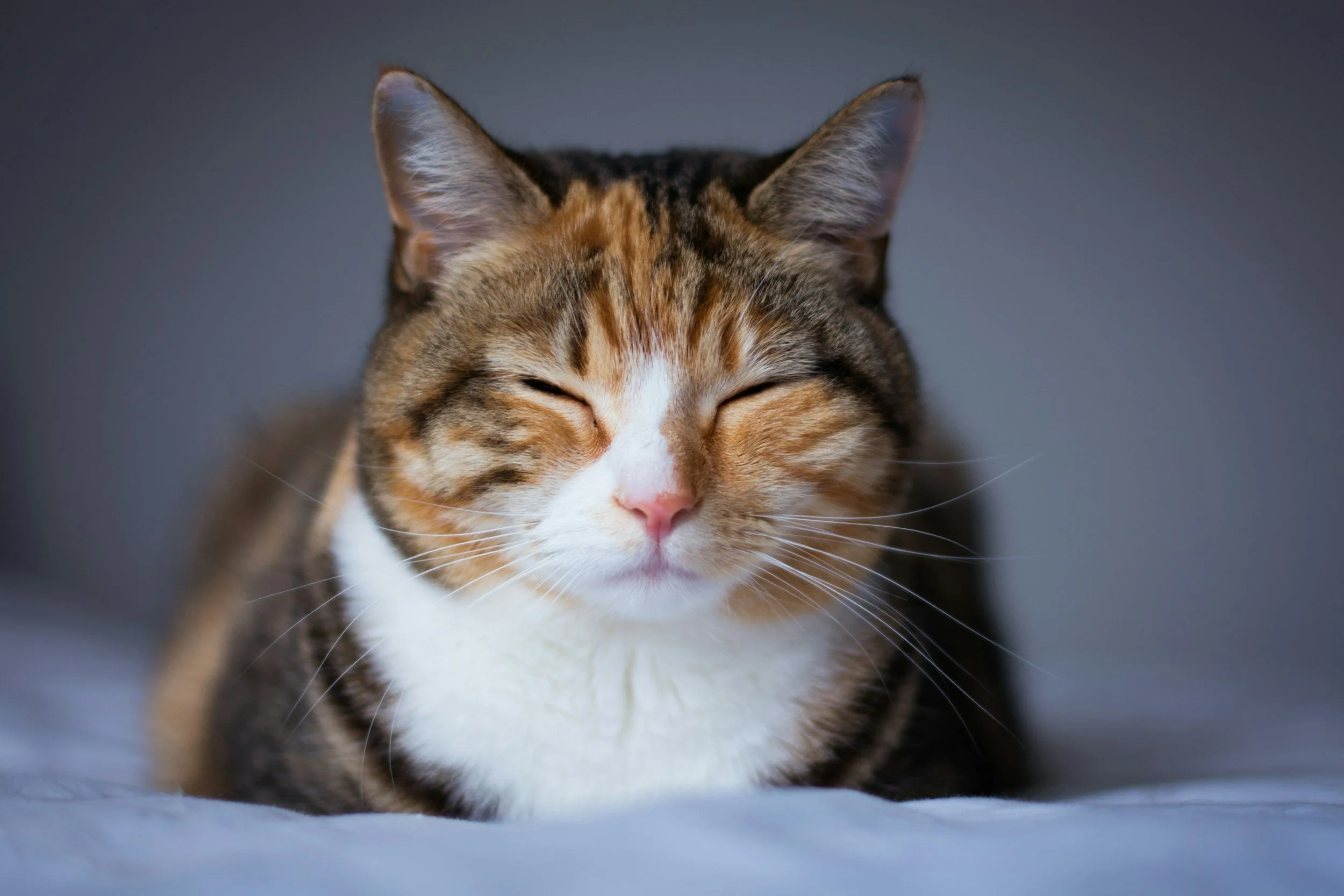 Why Do Cats Purr?