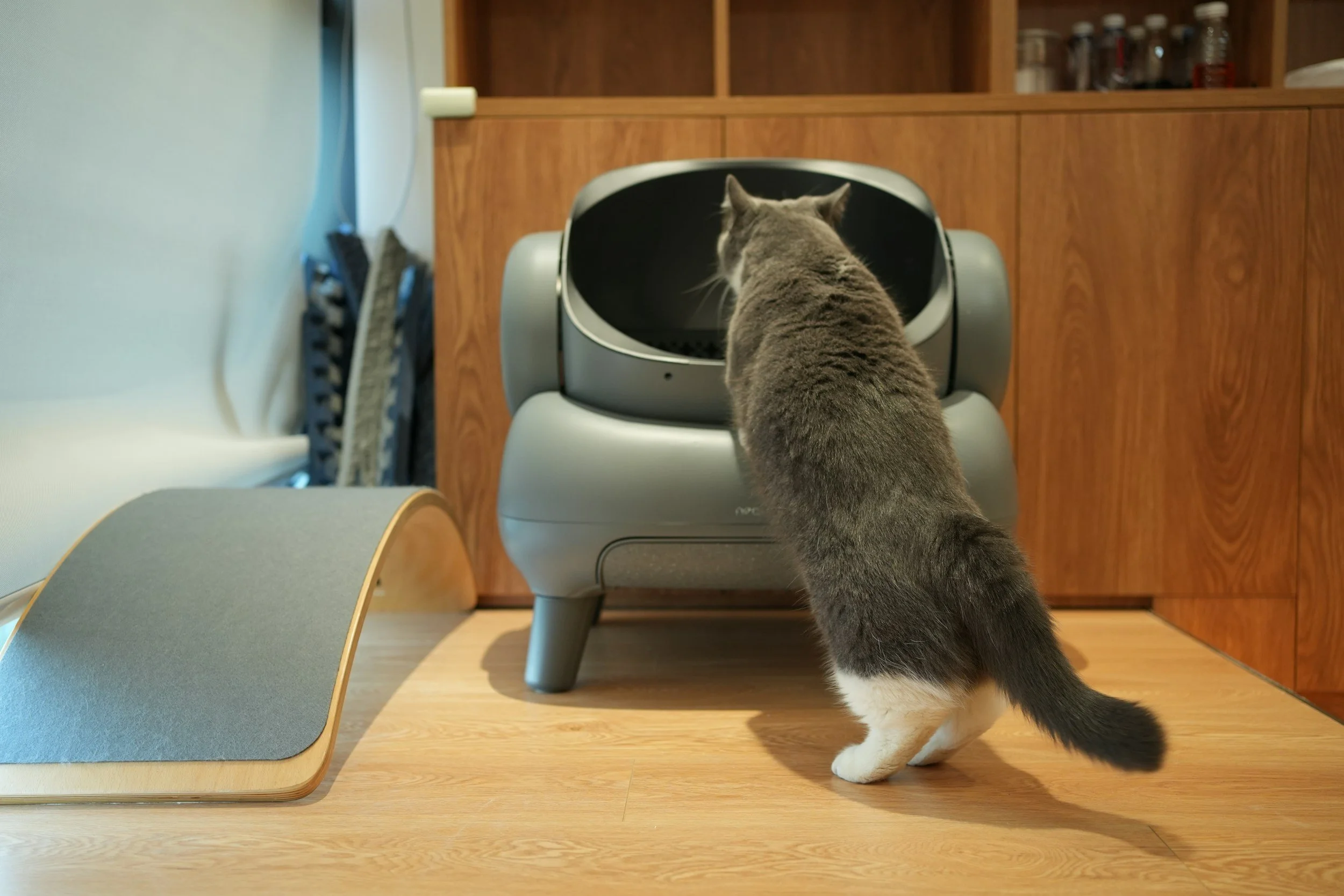 How To Train Your Cat To Use The Litter Box