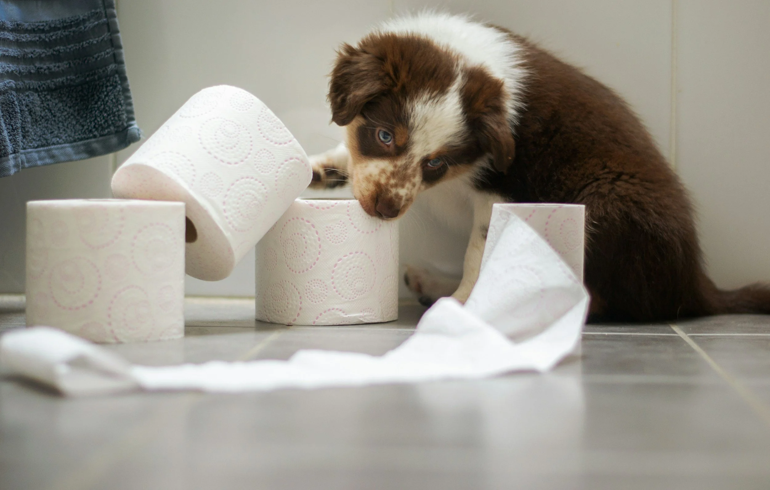 How to Potty Train Your Puppy: A Survival Guide for New Dog Parents
