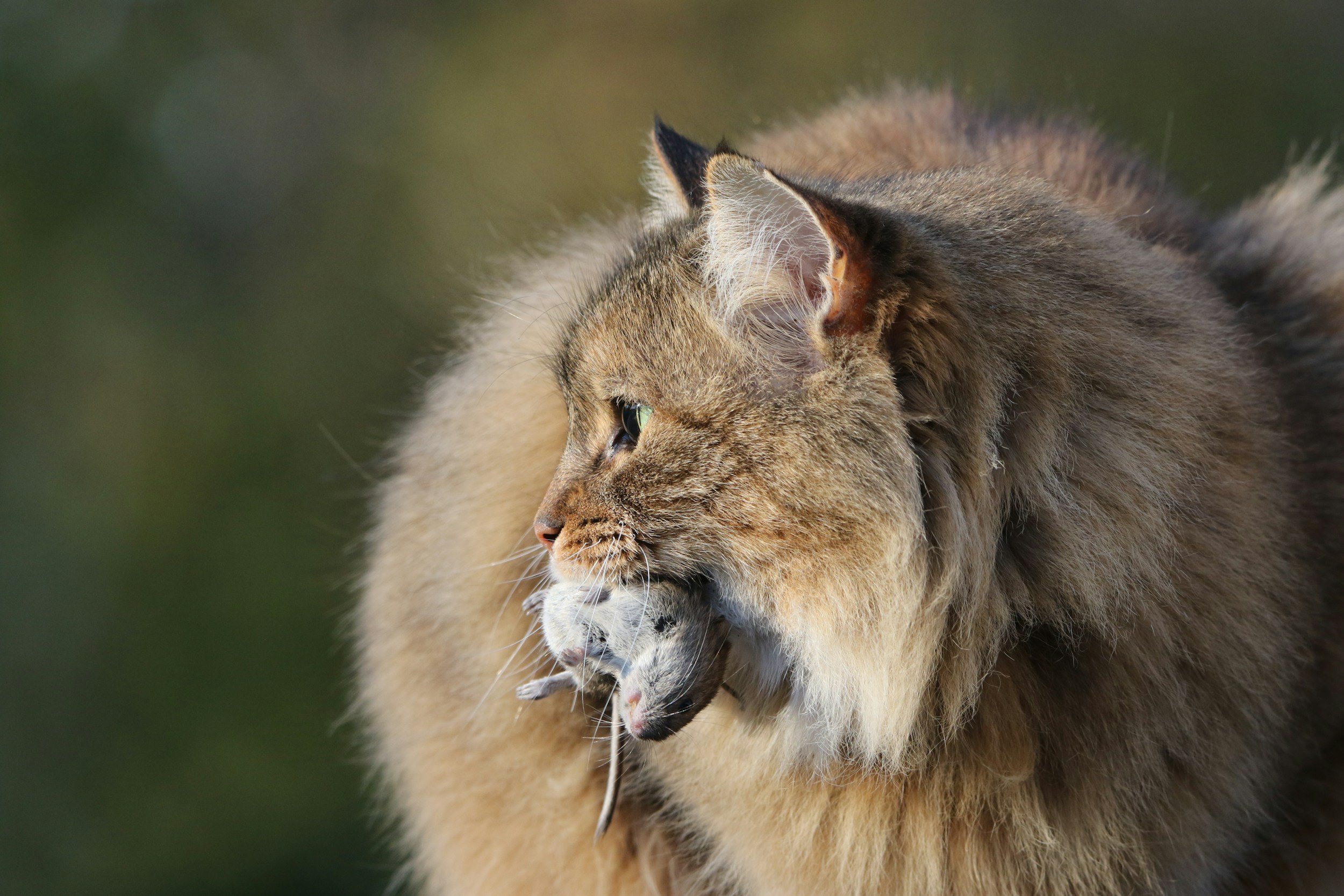 Why Do Cats Leave Their Owners Dead Animals? (Spoiler: It's Weirdly Sweet)