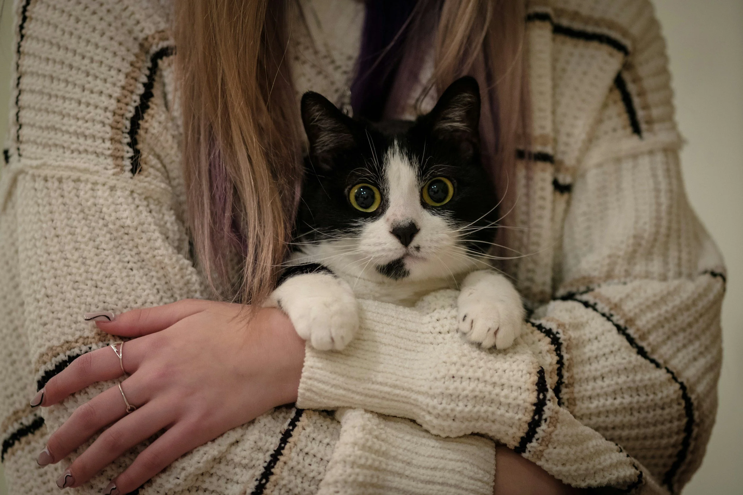 Male vs. Female Cats: Which One Is Friendlier?