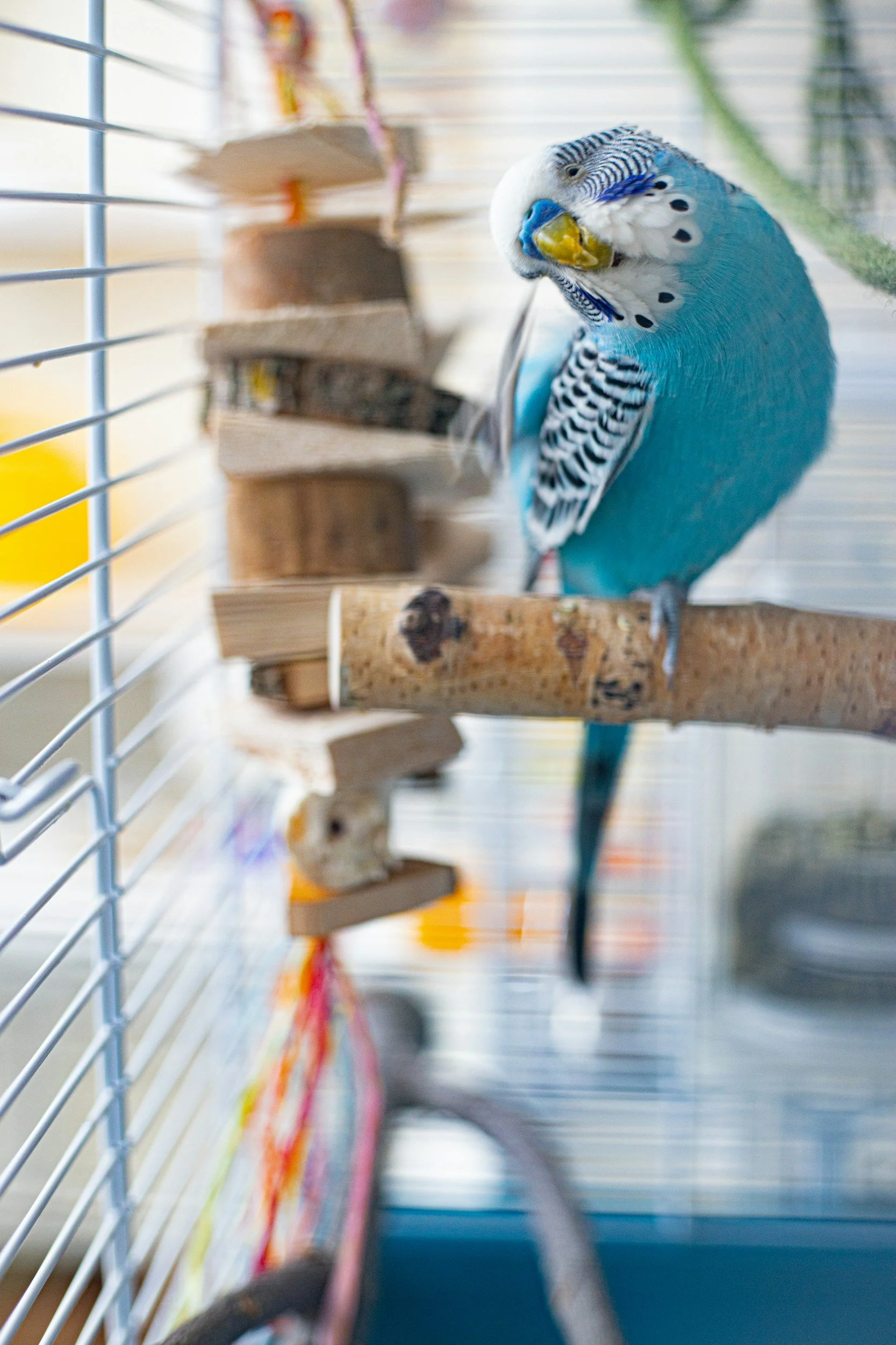 Do Birds Make Good Pets? Here's the Chirpy Truth!