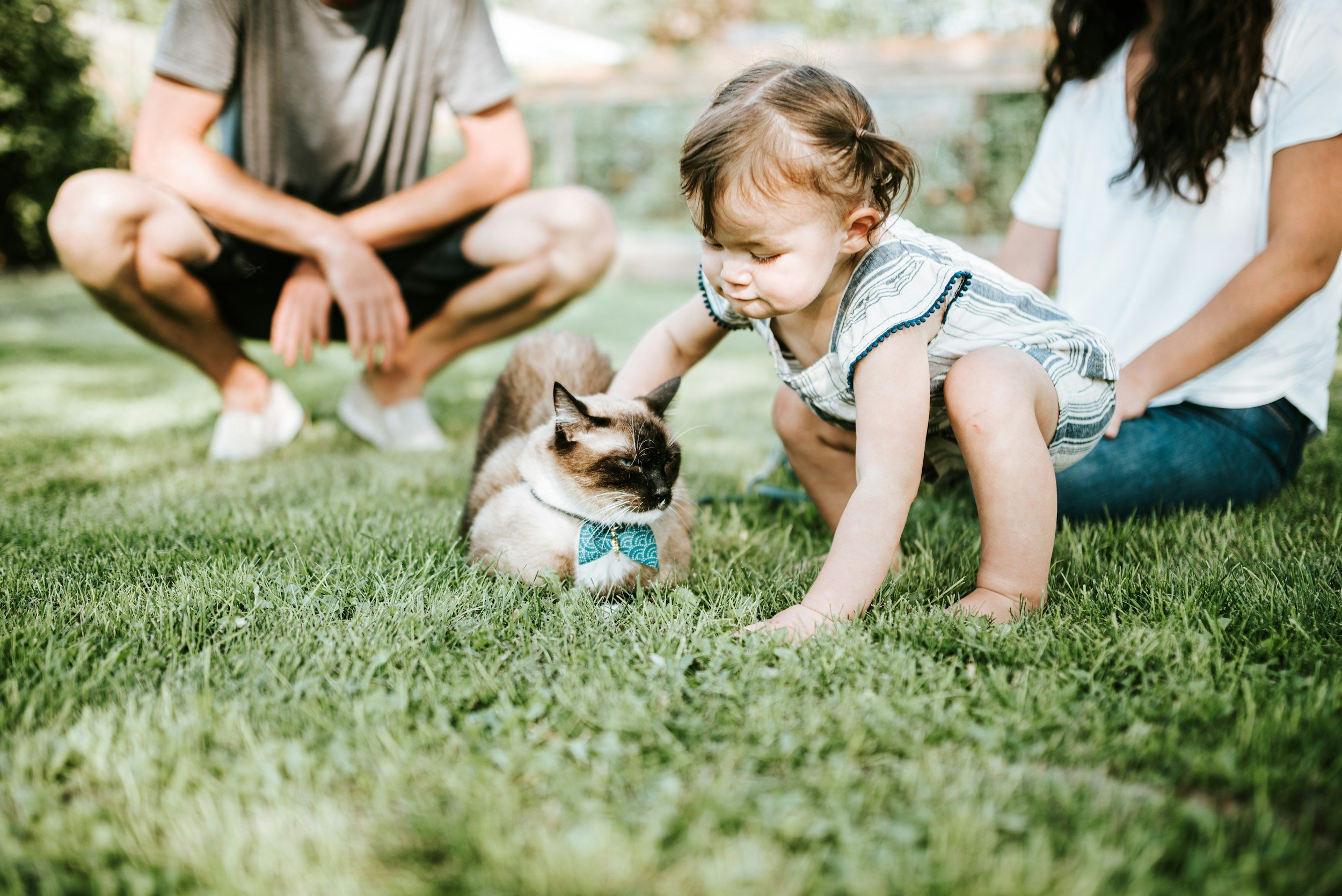Top Five Cat Breeds That Are Perfect For Families