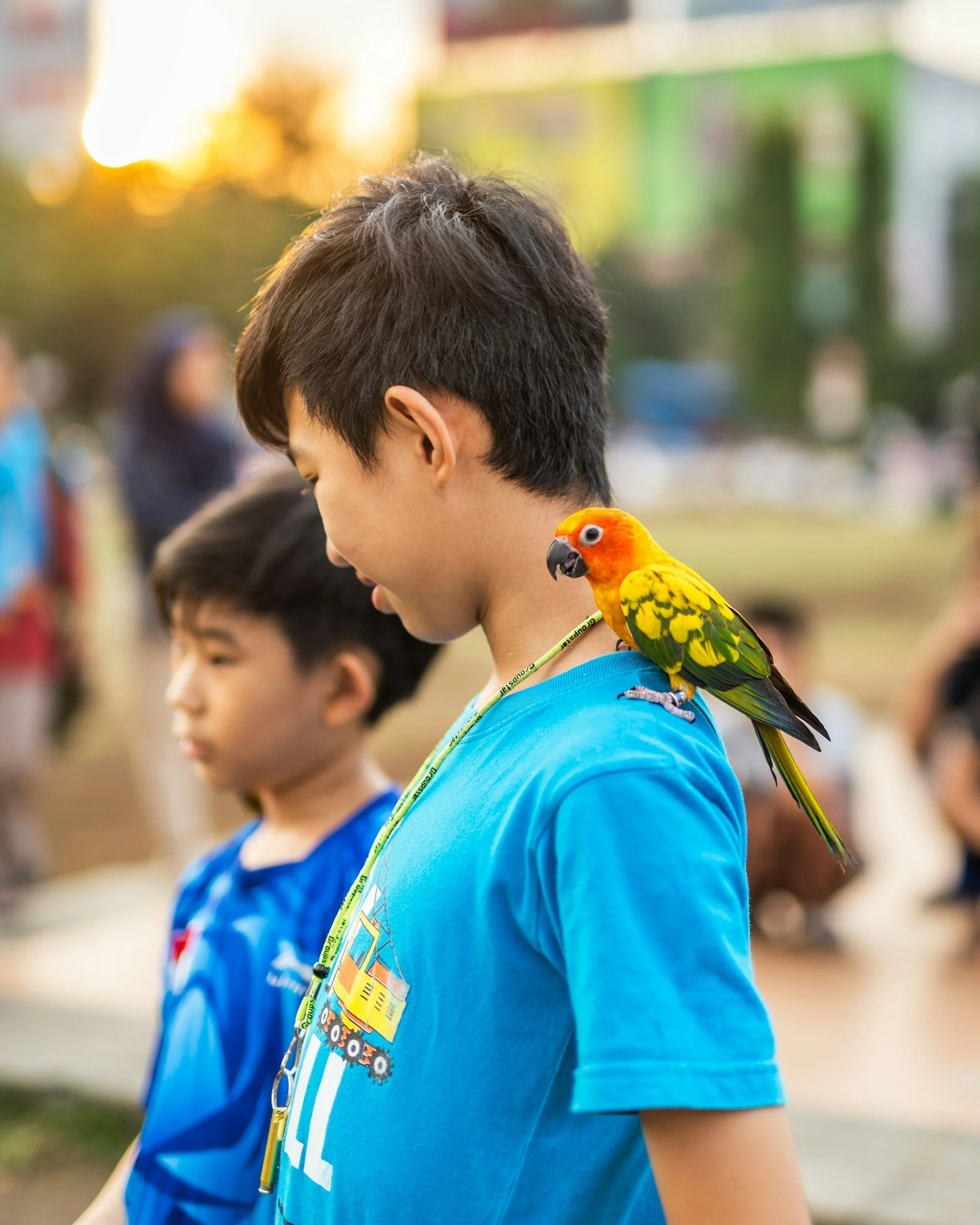 Top Five Birds To Have As Pets For Kids