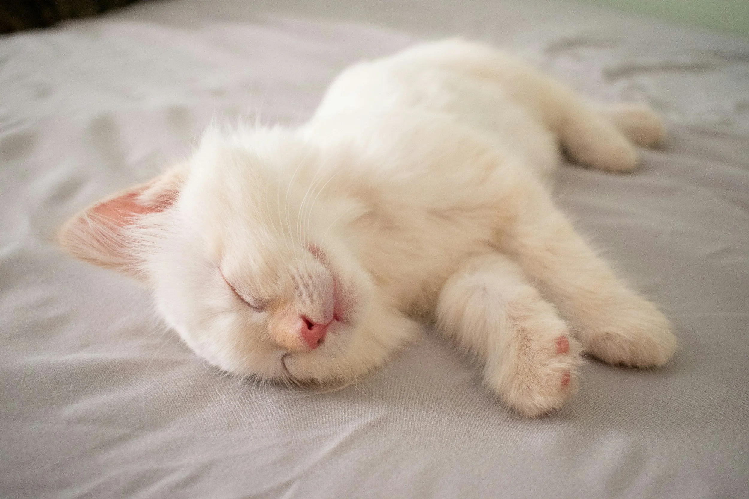 Why Do Cats Sleep So Much? The Real Reason Your Cat Has A Full-Time Napping Career