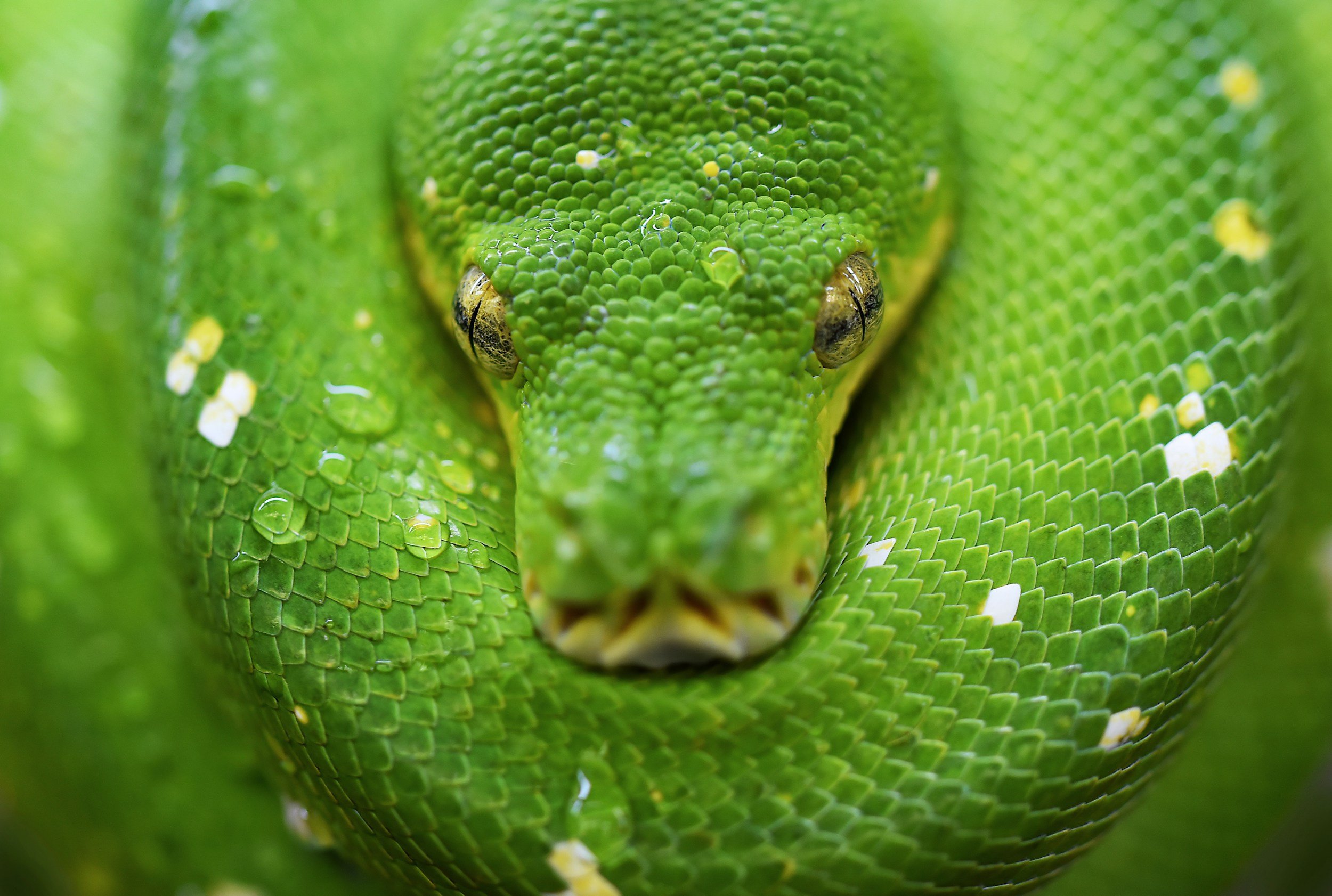 Shedding Season: How To Properly Care For Your Pet Snake