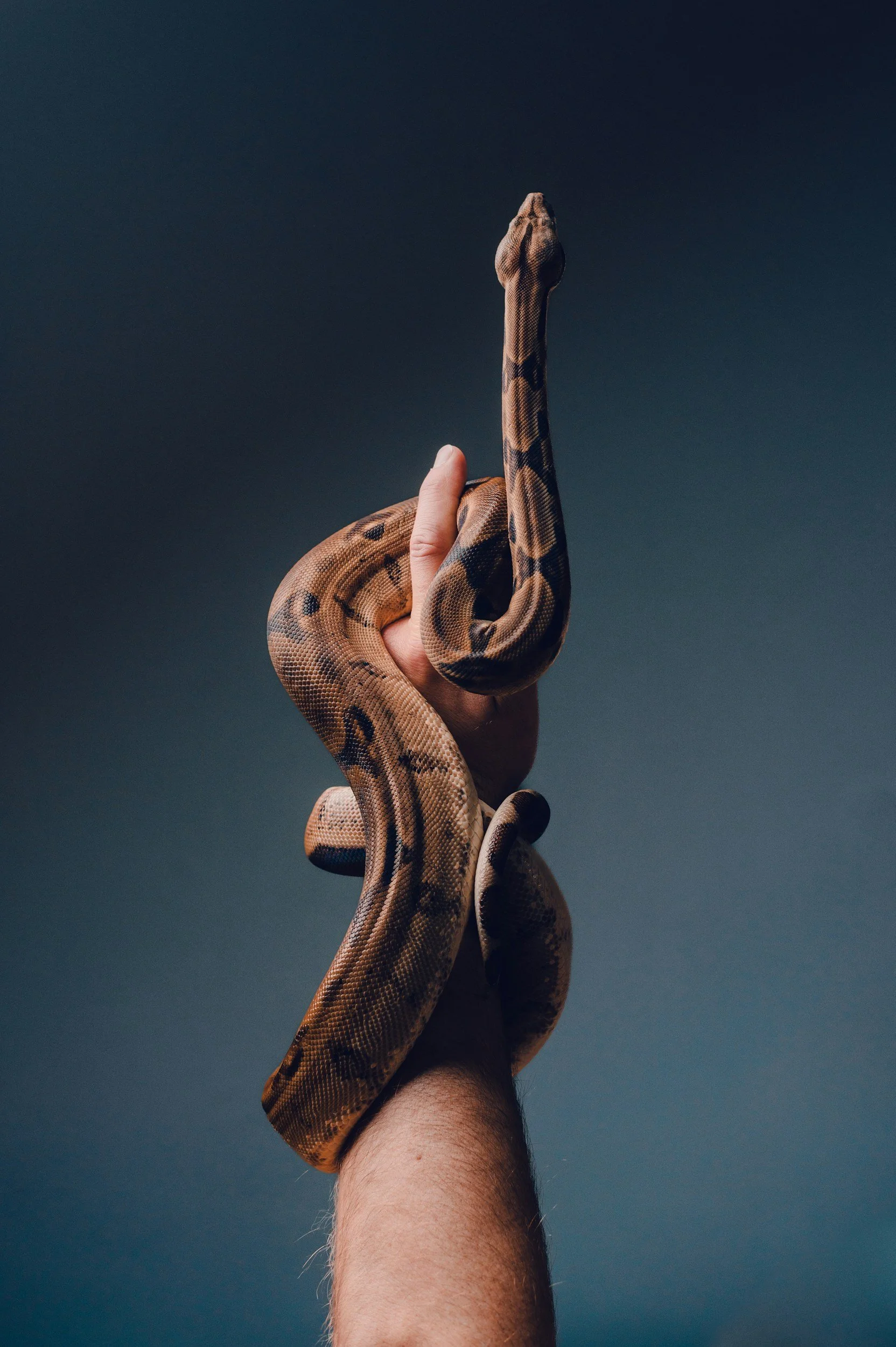 Five Important Things To Know Before Getting A Pet Snake