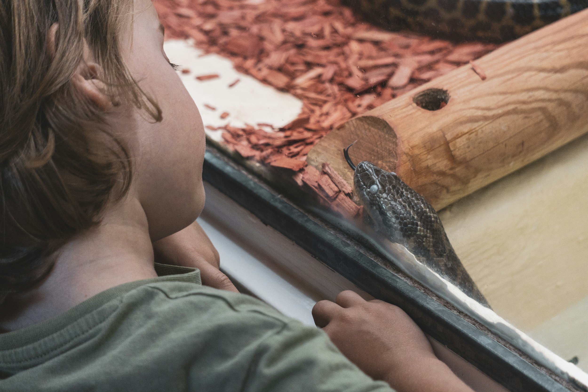Five Things To Know Before Getting A Reptile As A Pet for Your Kids