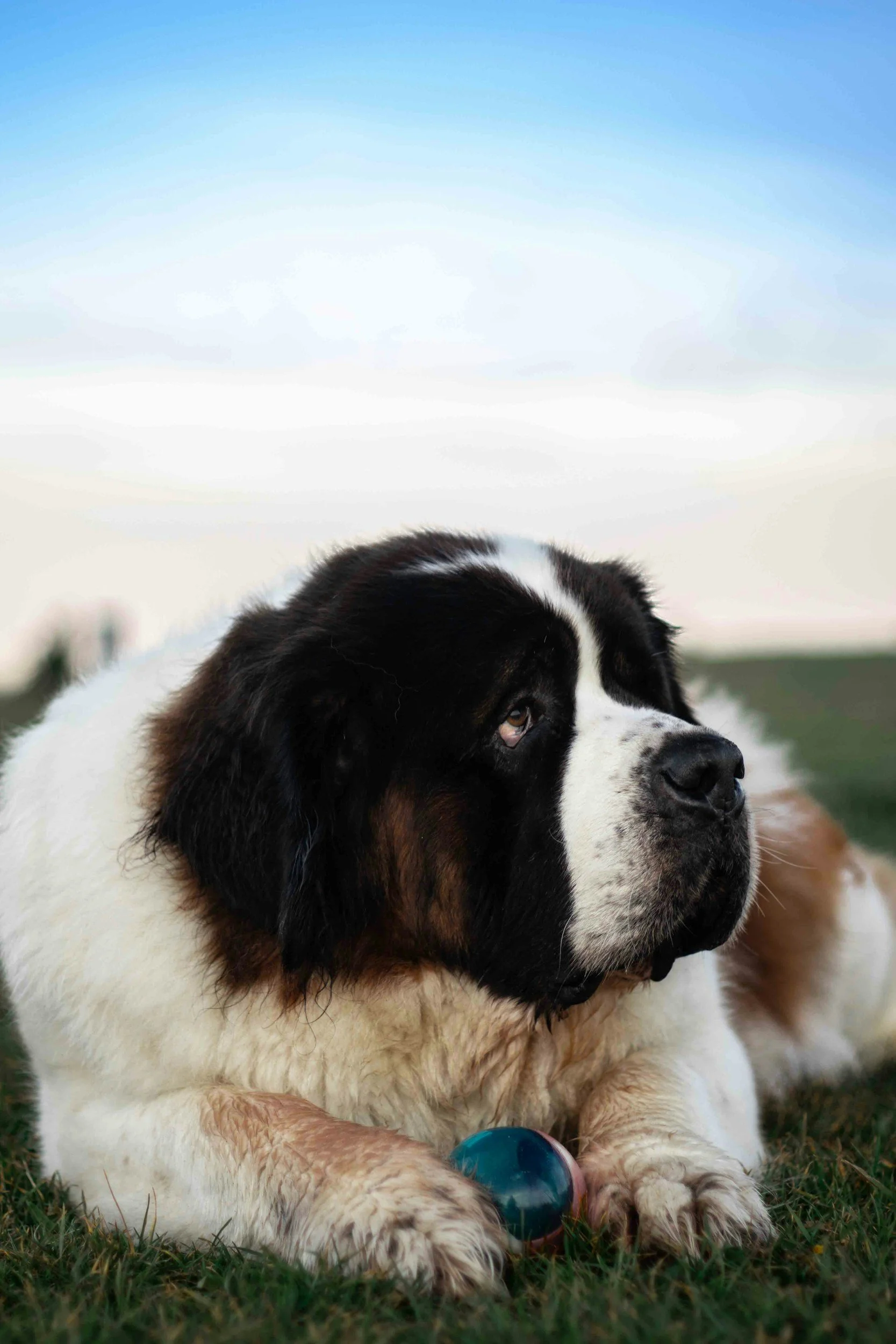 Why St. Bernards Make Great Family Dogs