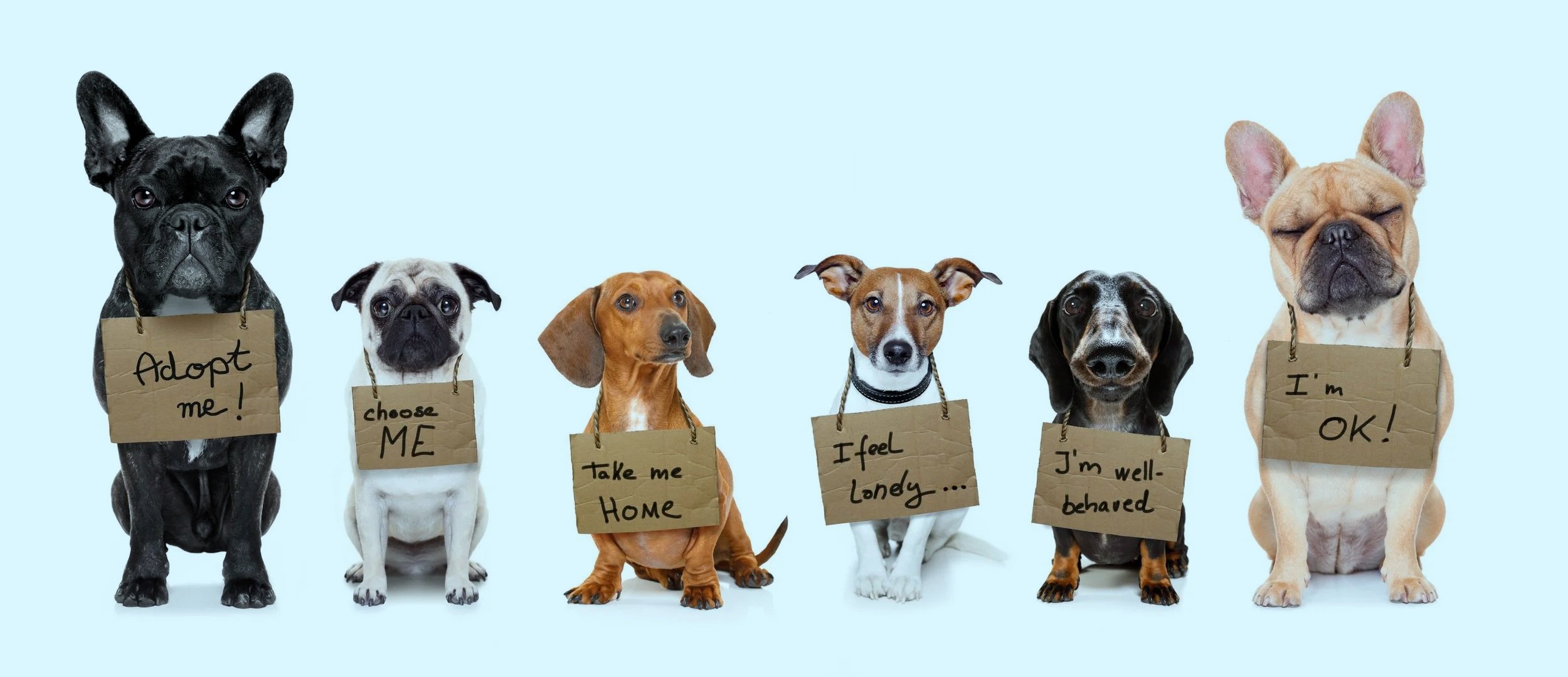 NBCUniversal Annual “Clear The Shelters” Campaign Happening Now