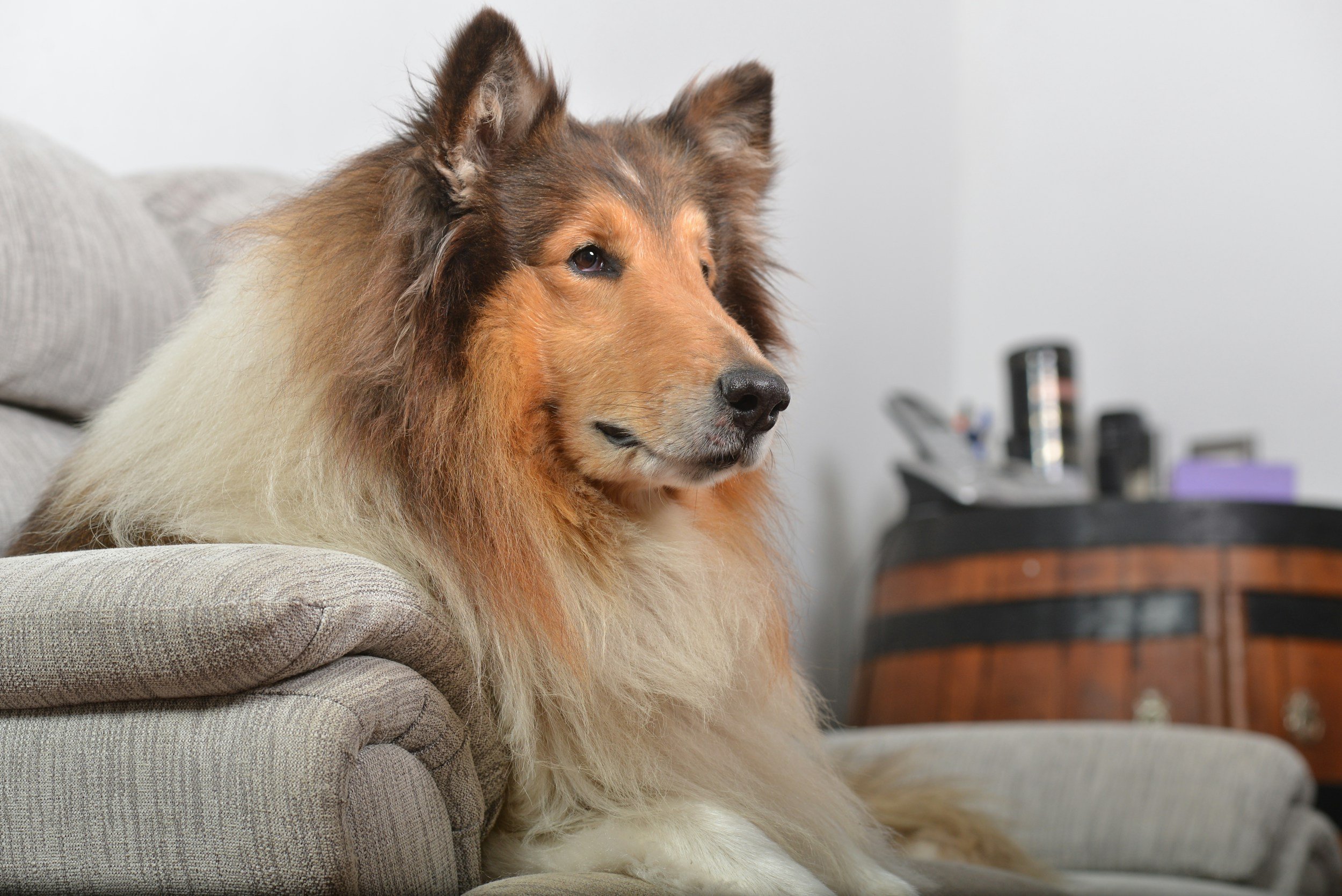 The Top Five Dogs That Shed the Most