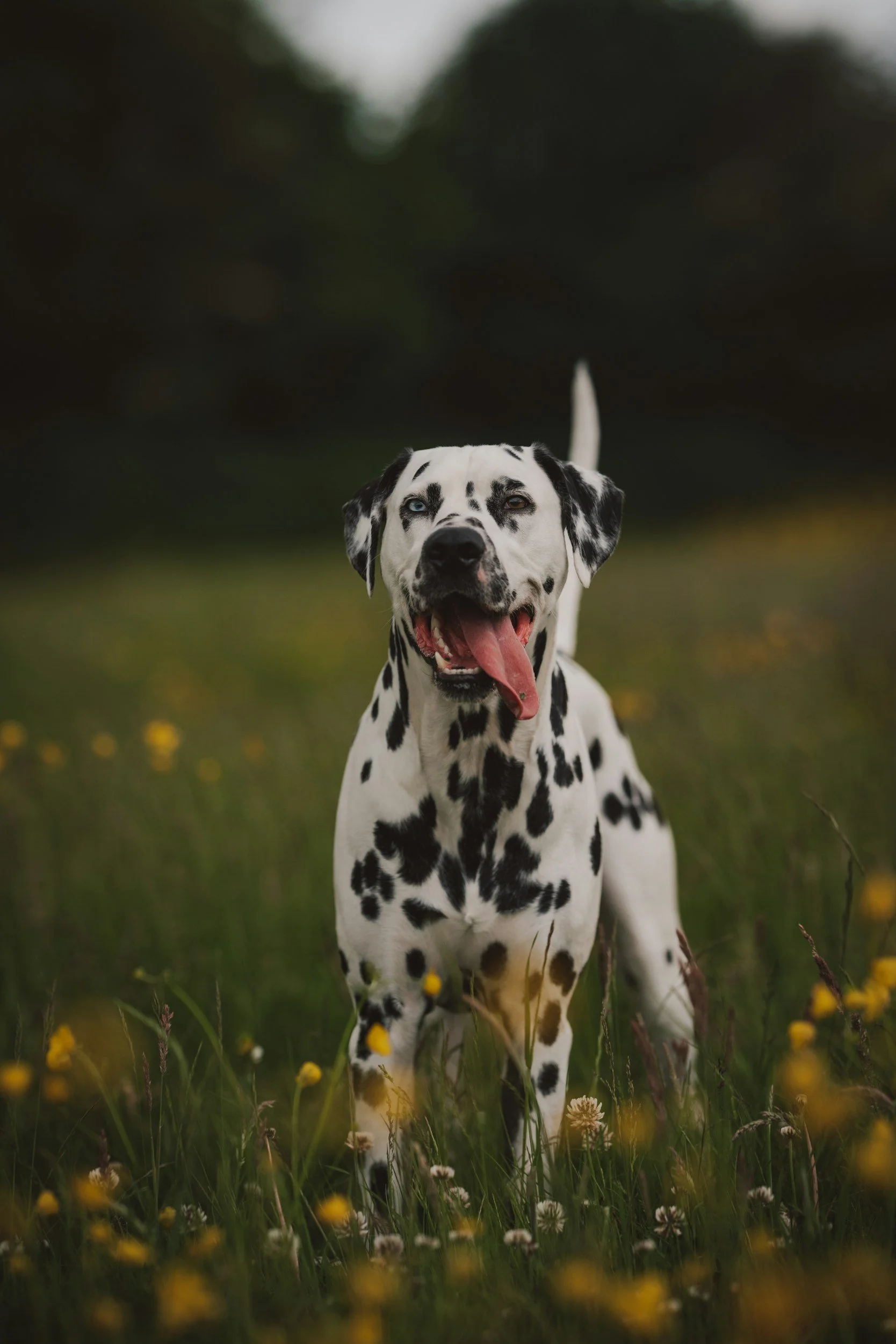 Why Dalmatians Make Great Pets