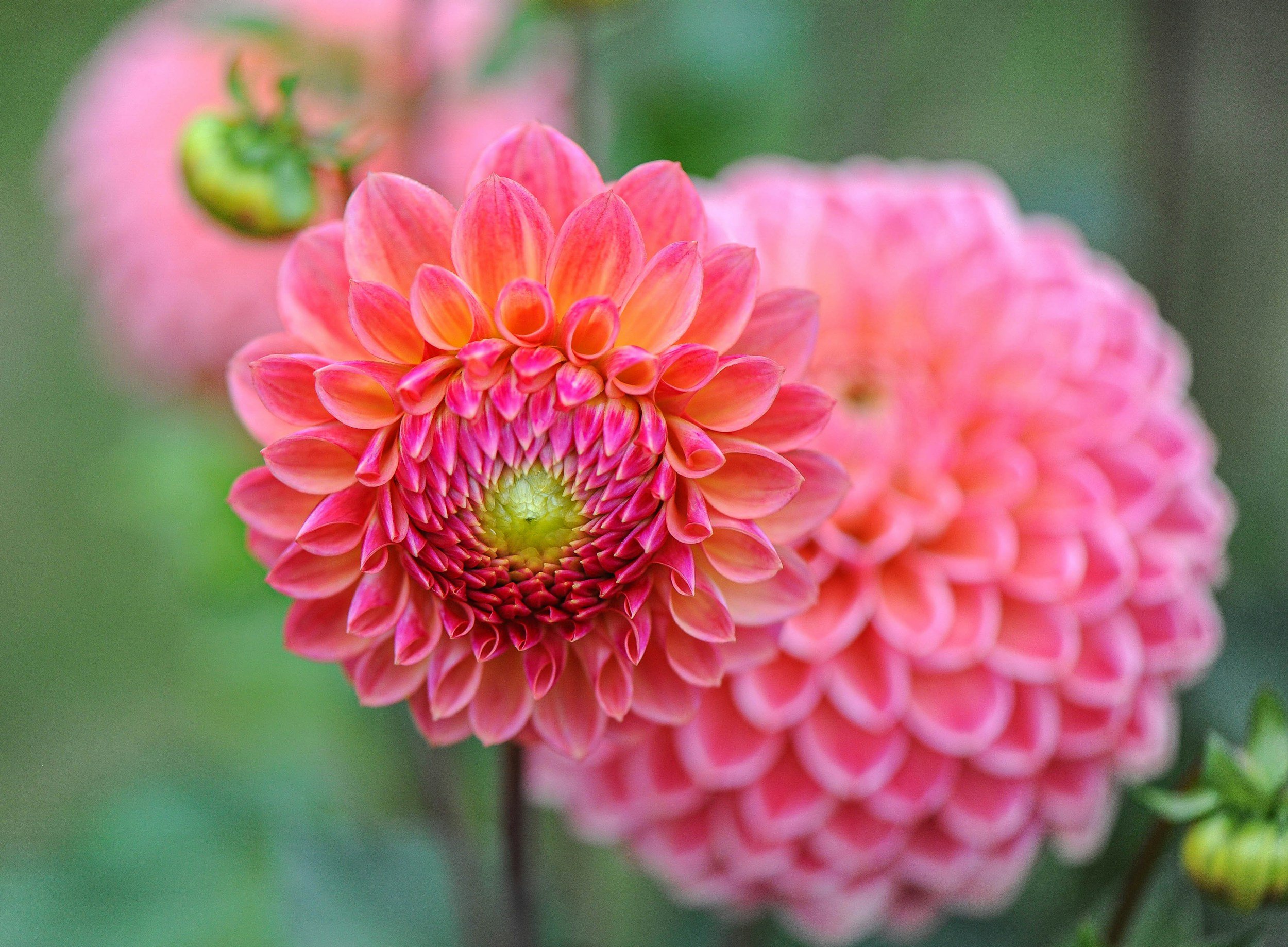 Pompon Dahlia
