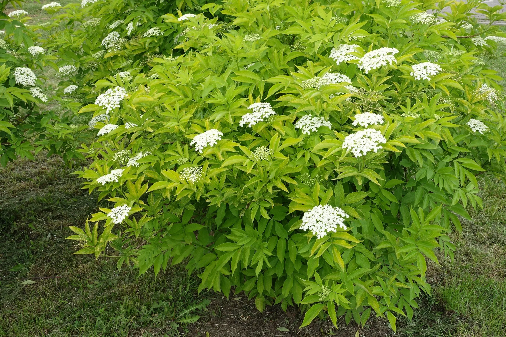Lemony Lace Elderberry