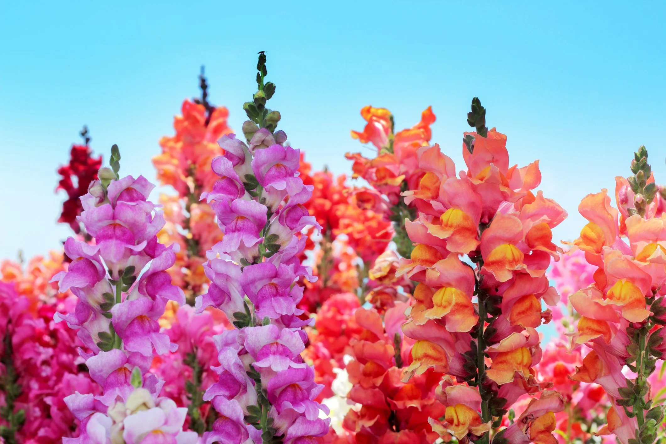 Snapdragon