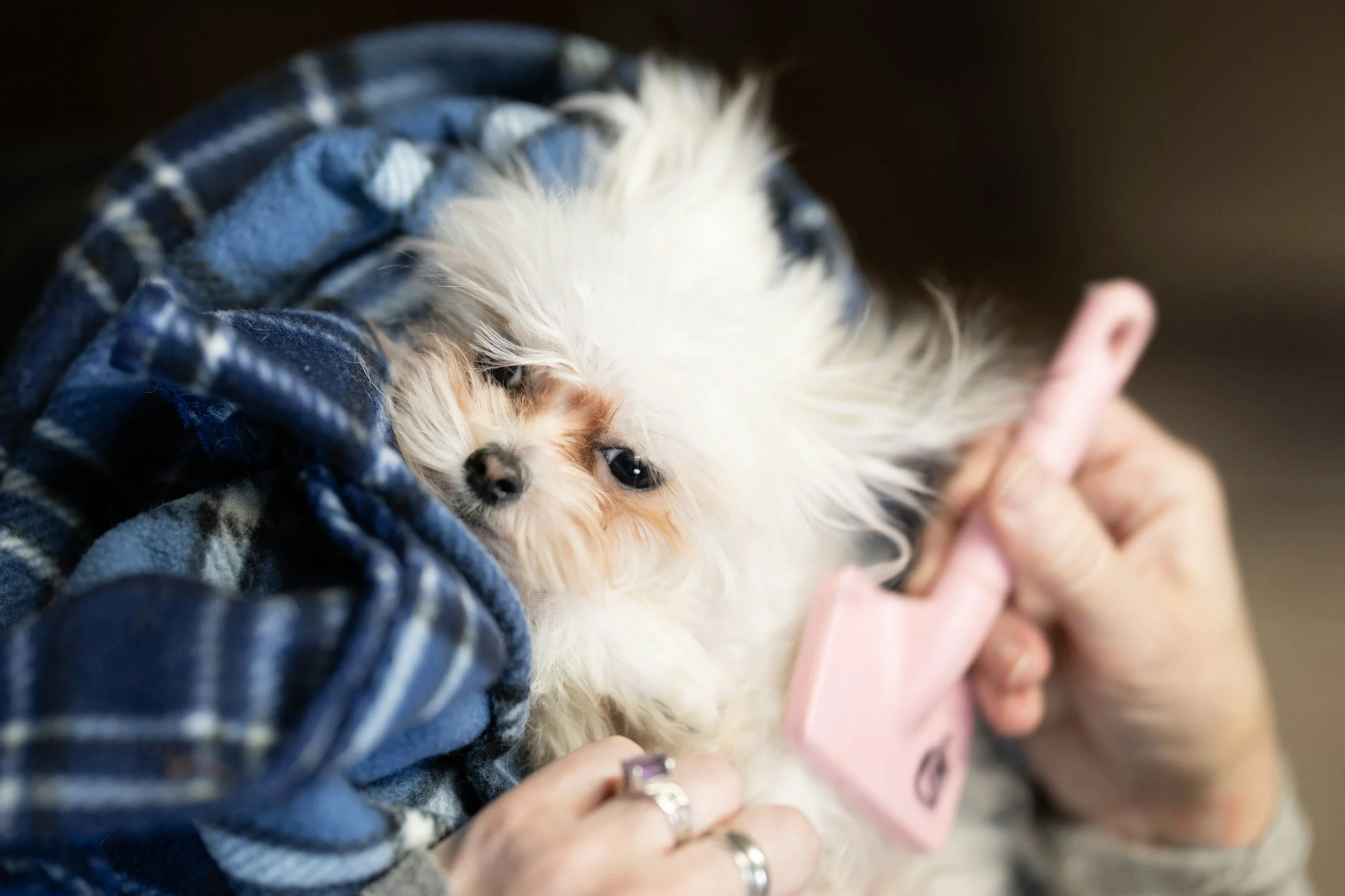 How To Reduce Shedding From Your Dog