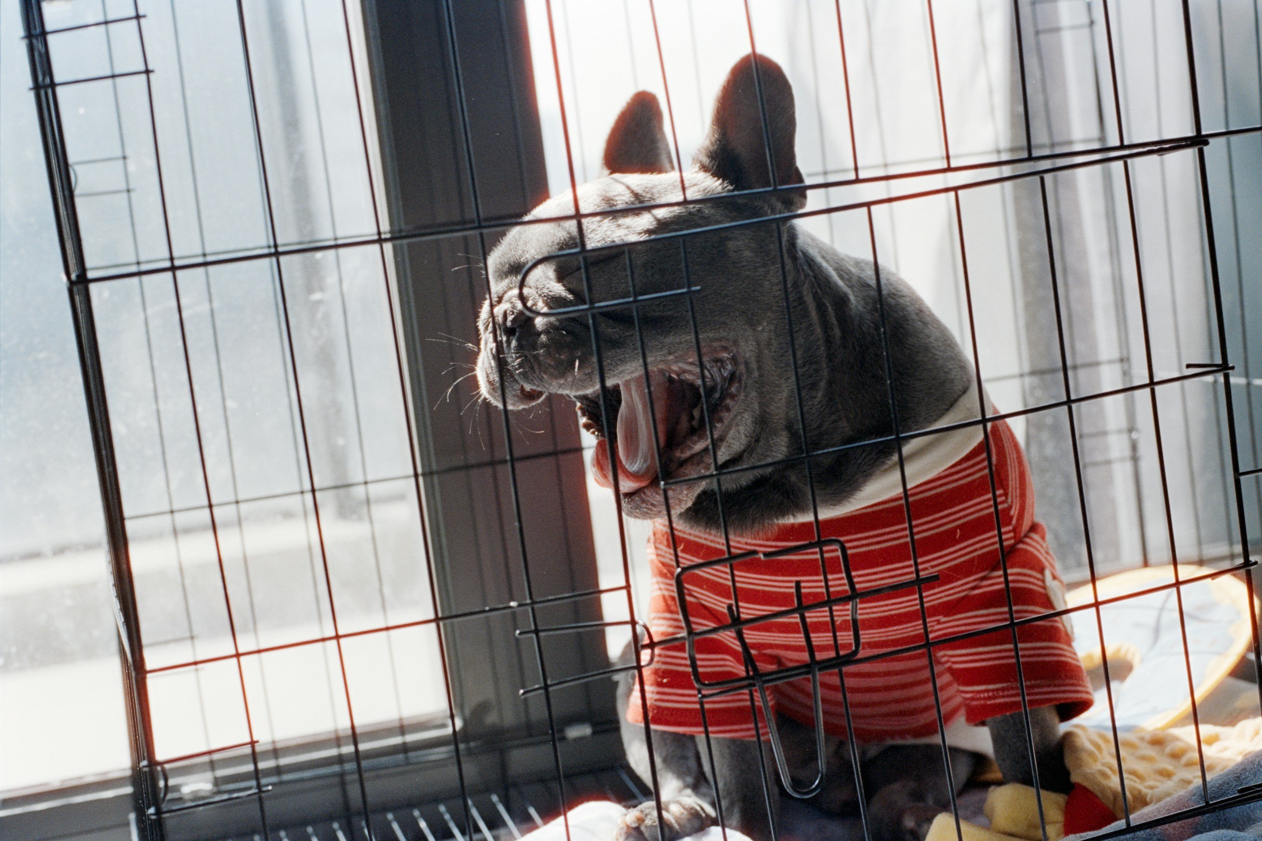 Should You Use A Crate For Your Dog?