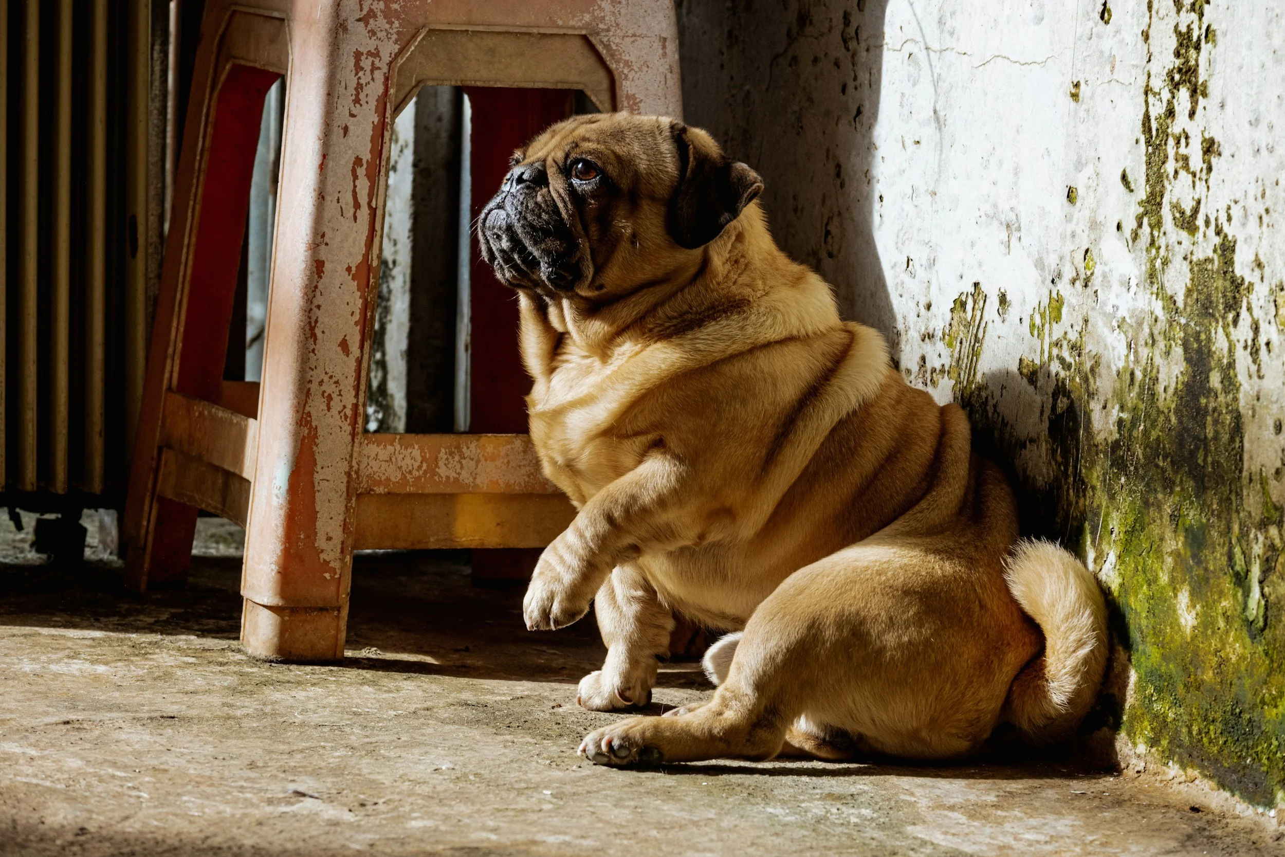 Why Is Your Pet Gaining Weight? The Case Of The Fluffy Food Bandit