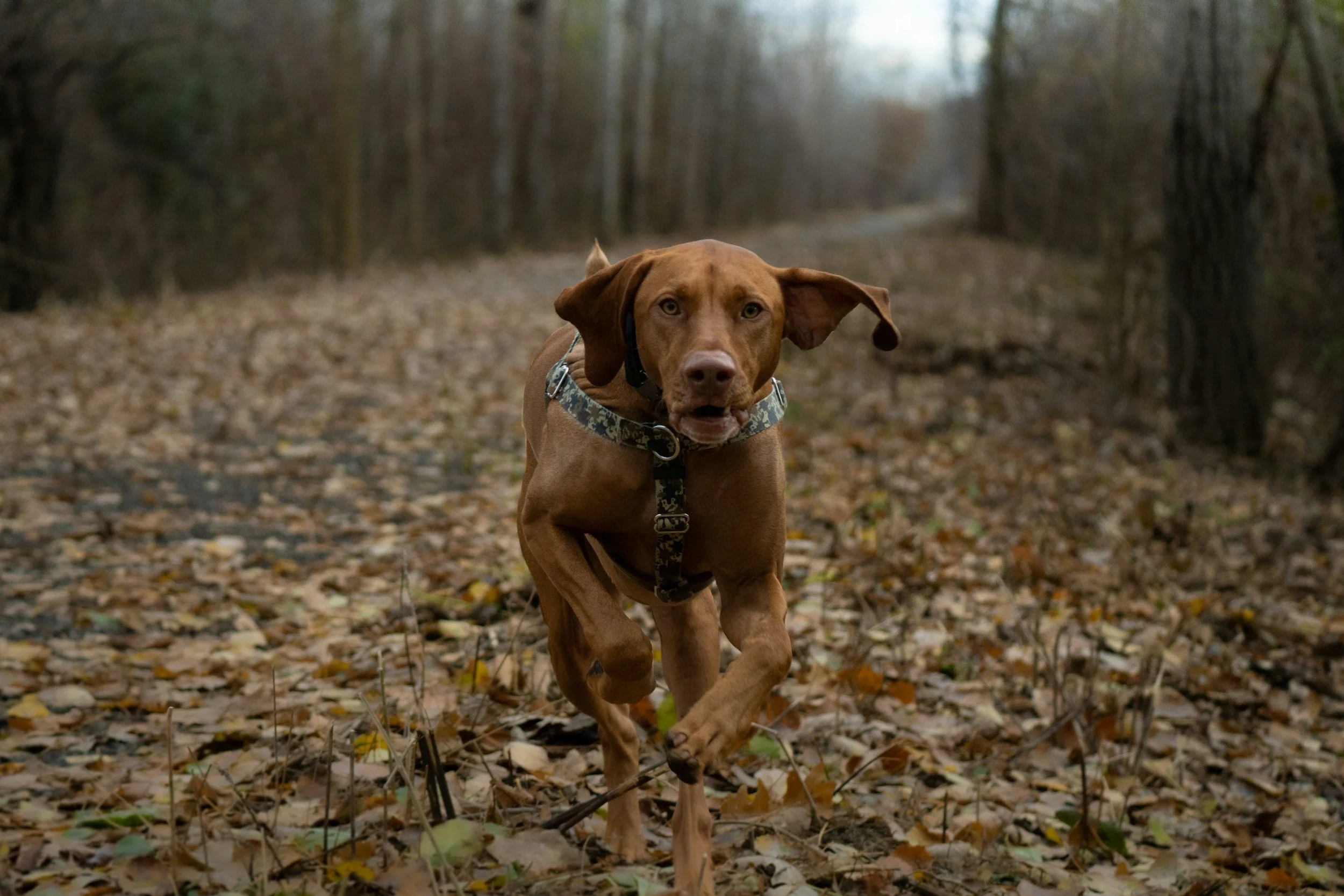 Top Five Things To Do If You Lose Your Pet