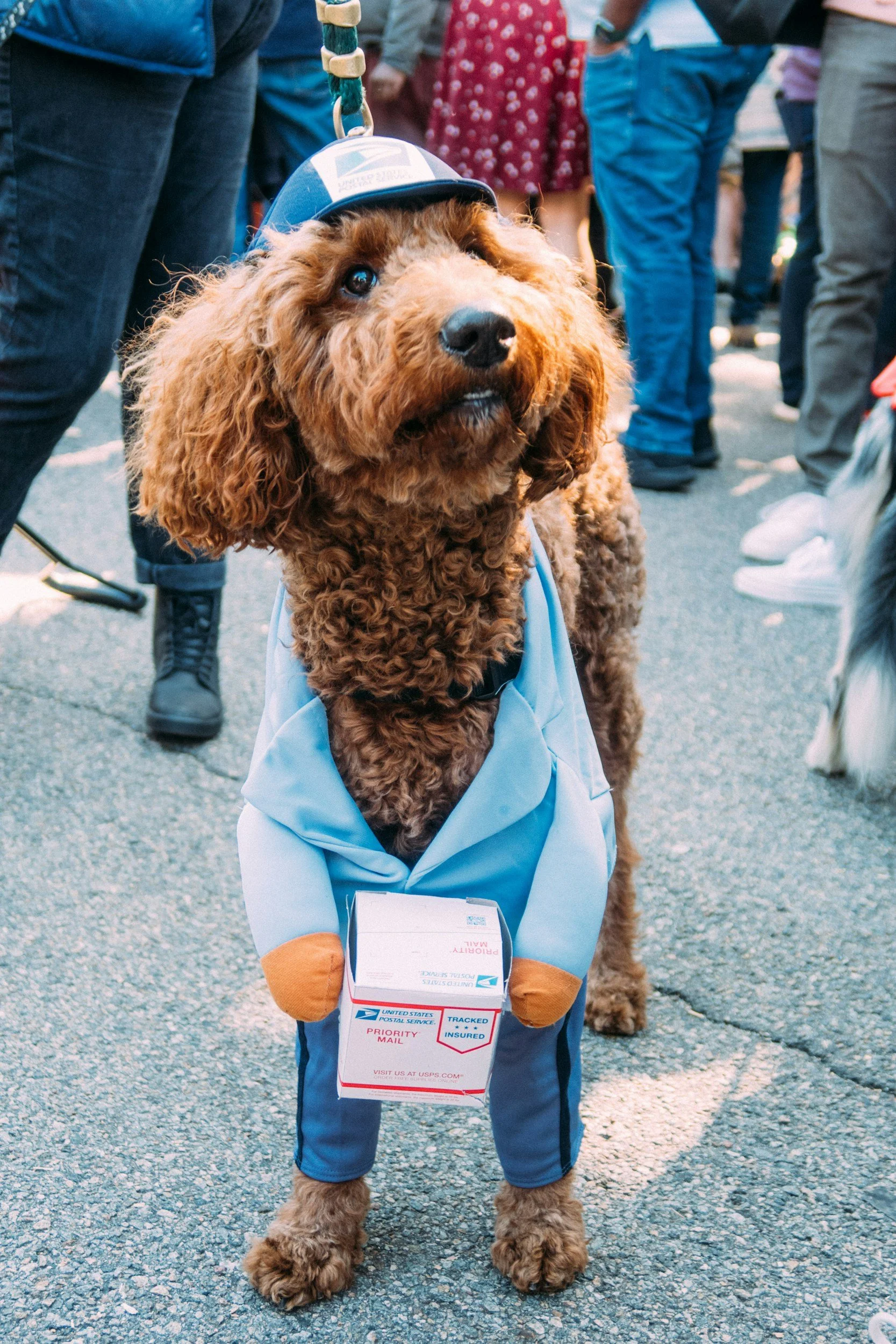 Top Five Cities With The Best Halloween Dog Parades