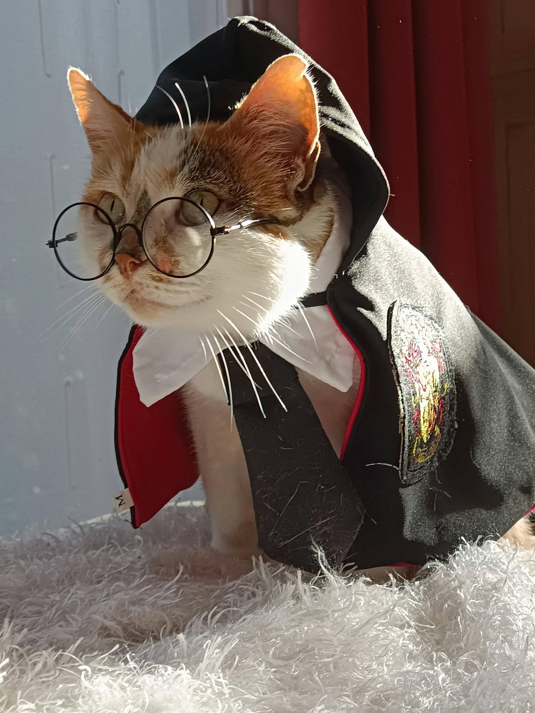 How To DIY A Halloween Costume For Your Pet