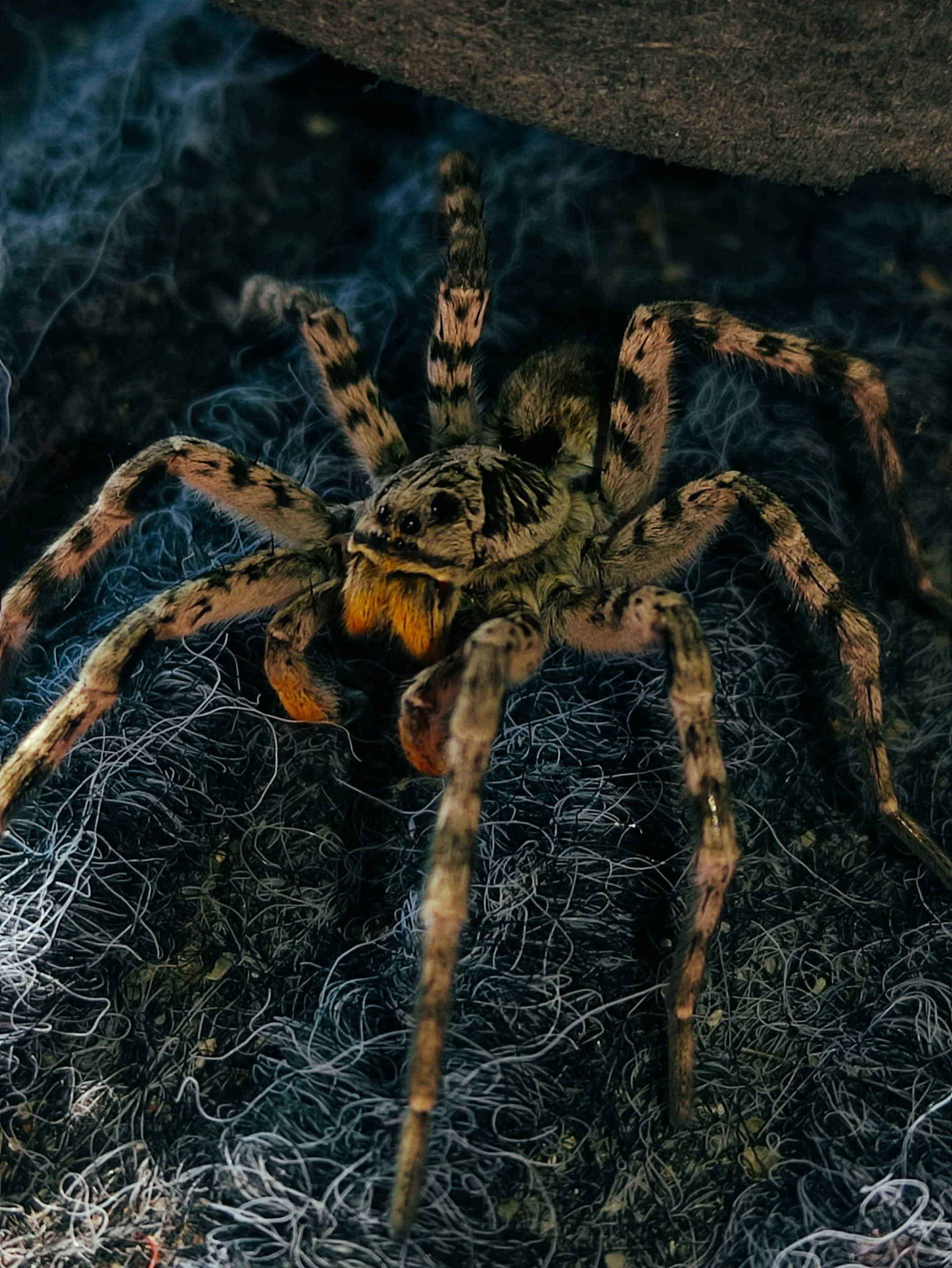 Top Five Spookiest Pets To Own