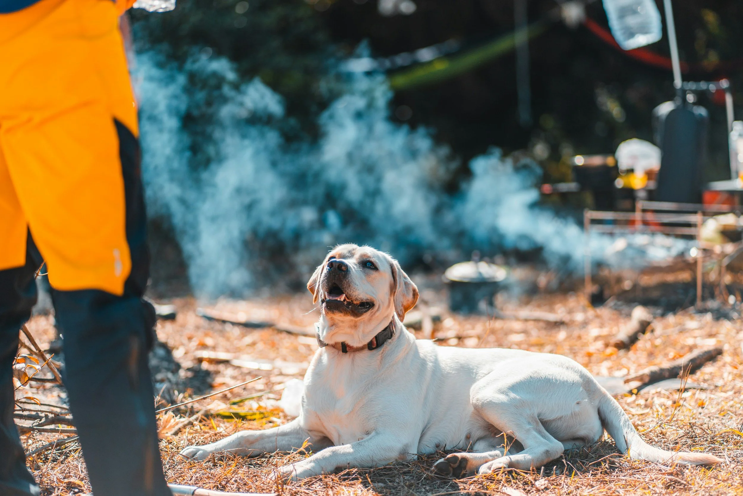 How To Protect Your Pets During Fire Season