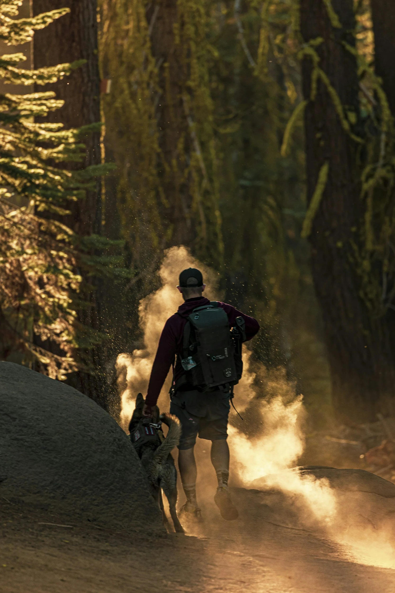 How To Tell If Your Dog Or Cat Has Inhaled Too Much Wildfire Smoke