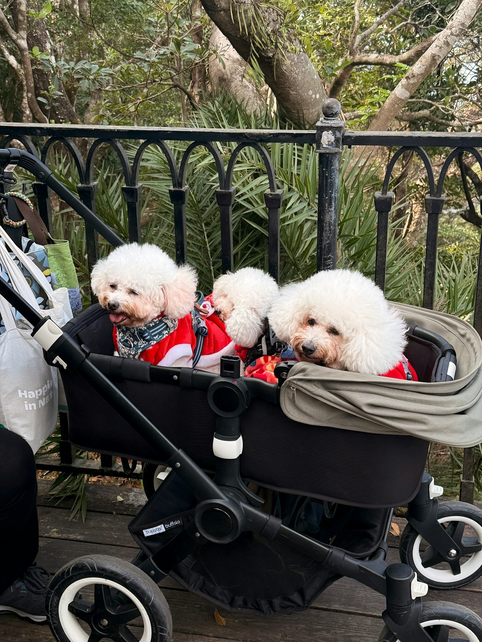 Have We Upgraded From The Dog Purse To The Dog Stroller?