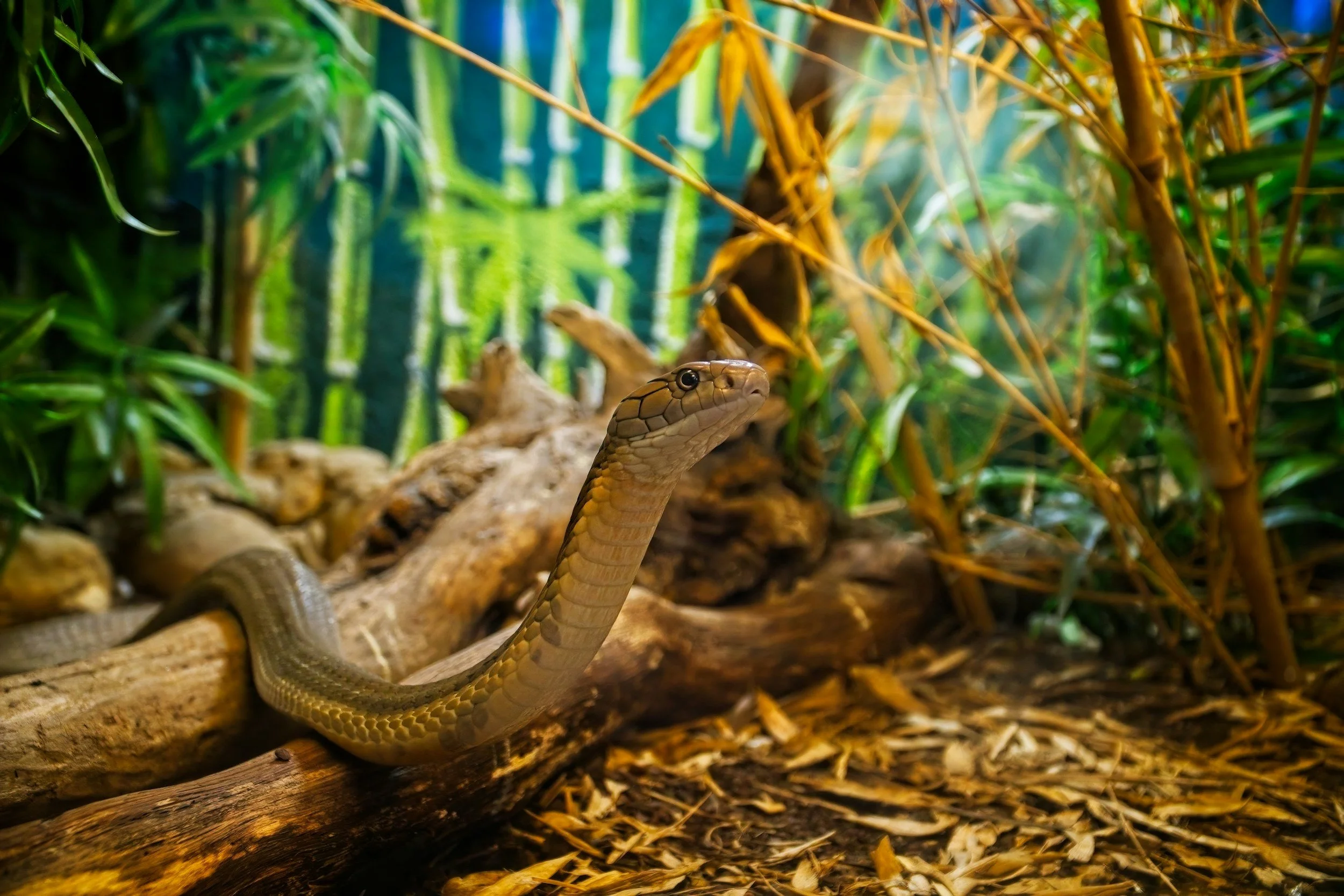 Bioactive Tanks: When Your Reptile’s Home Becomes Its Own Tiny Ecosystem