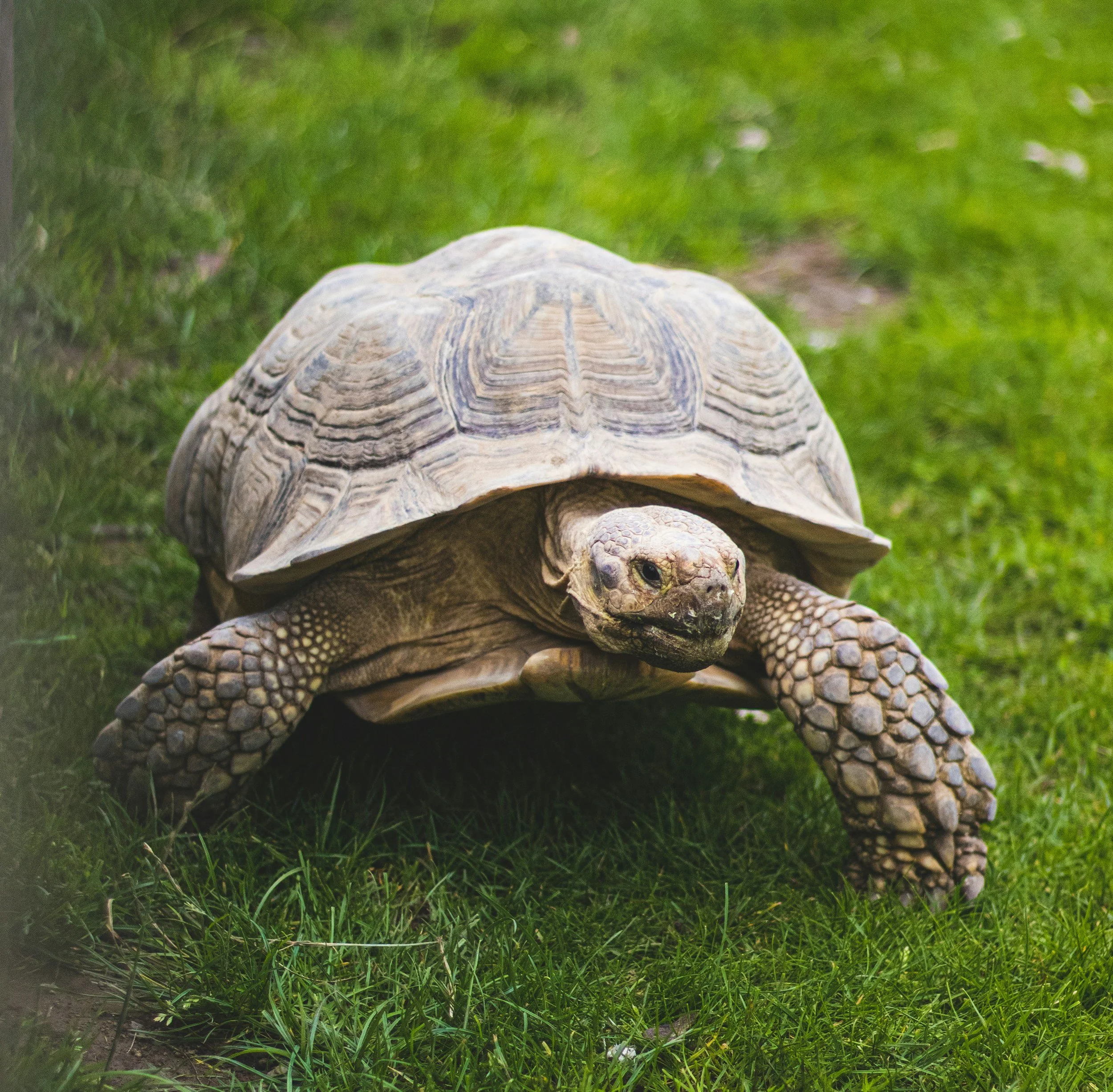 Top Five Easiest Reptiles To Have As A Pet