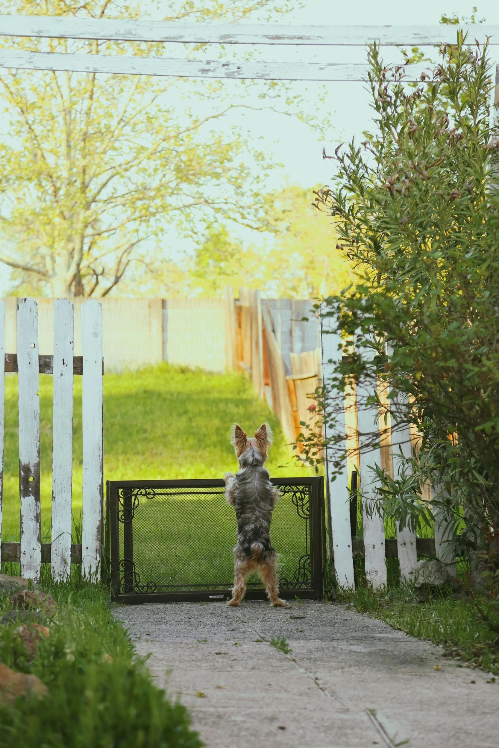 Welcome To The Future: Incorporating Pet Tech Into Dog Ownership