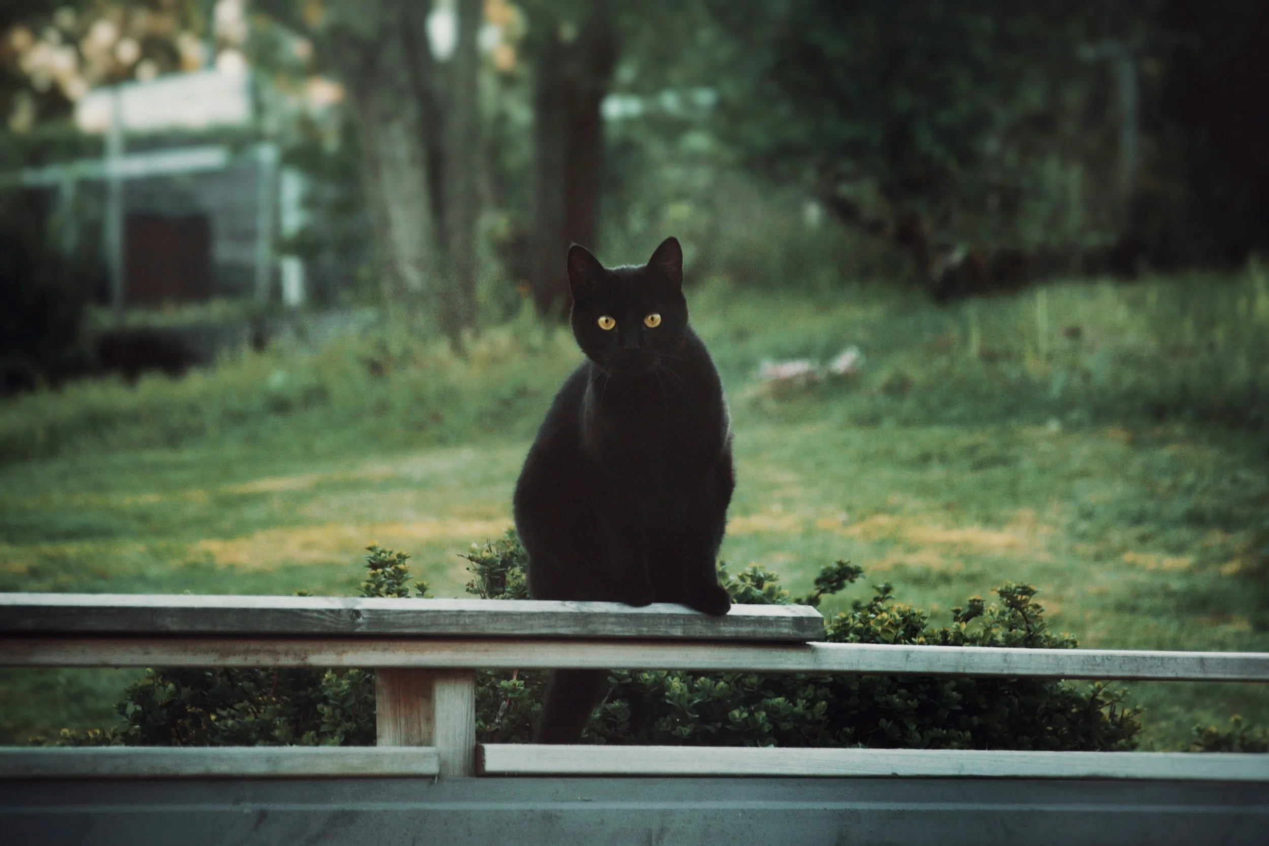 The Lore Of Black Cats: Are They Actually Magical?