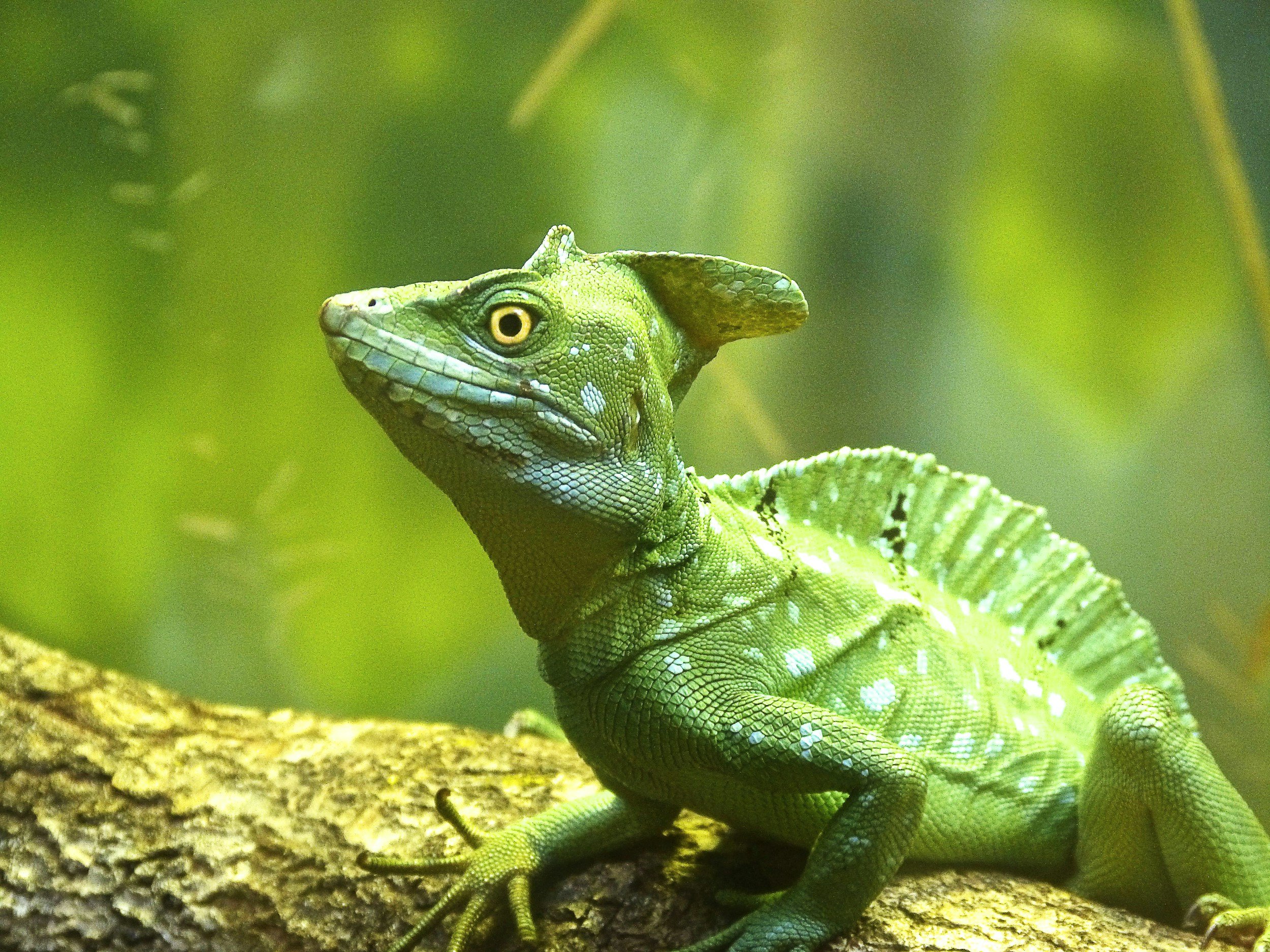 The Top Five Funniest Kids’ Movies Featuring Reptile Main Characters
