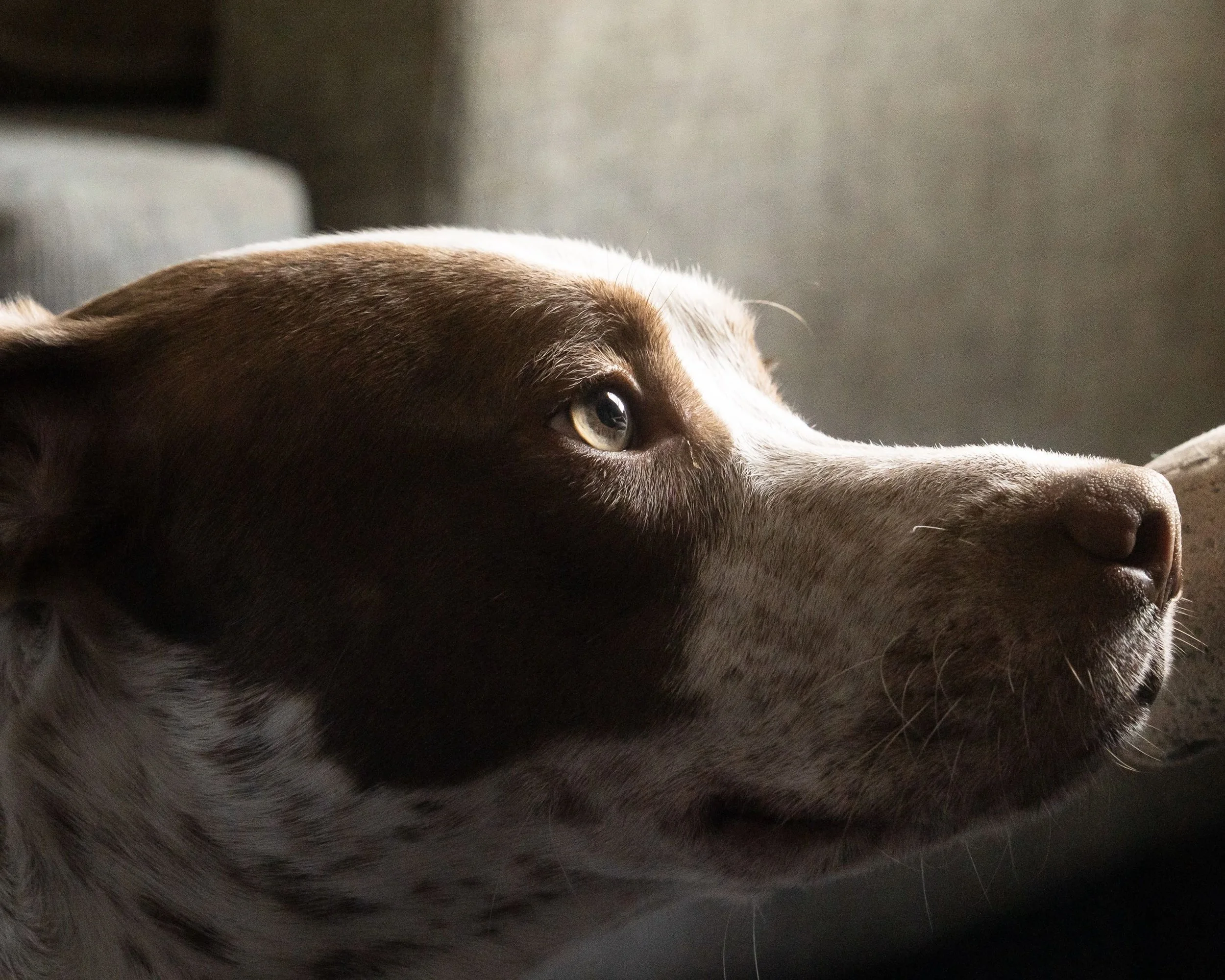 A dog with a golden glow on his face.
