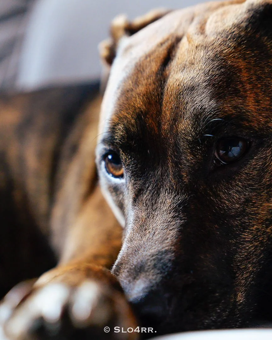 Close-up of a brown and black dog laying down, with a sad or thoughtful expression, and soft lighting highlighting its face.