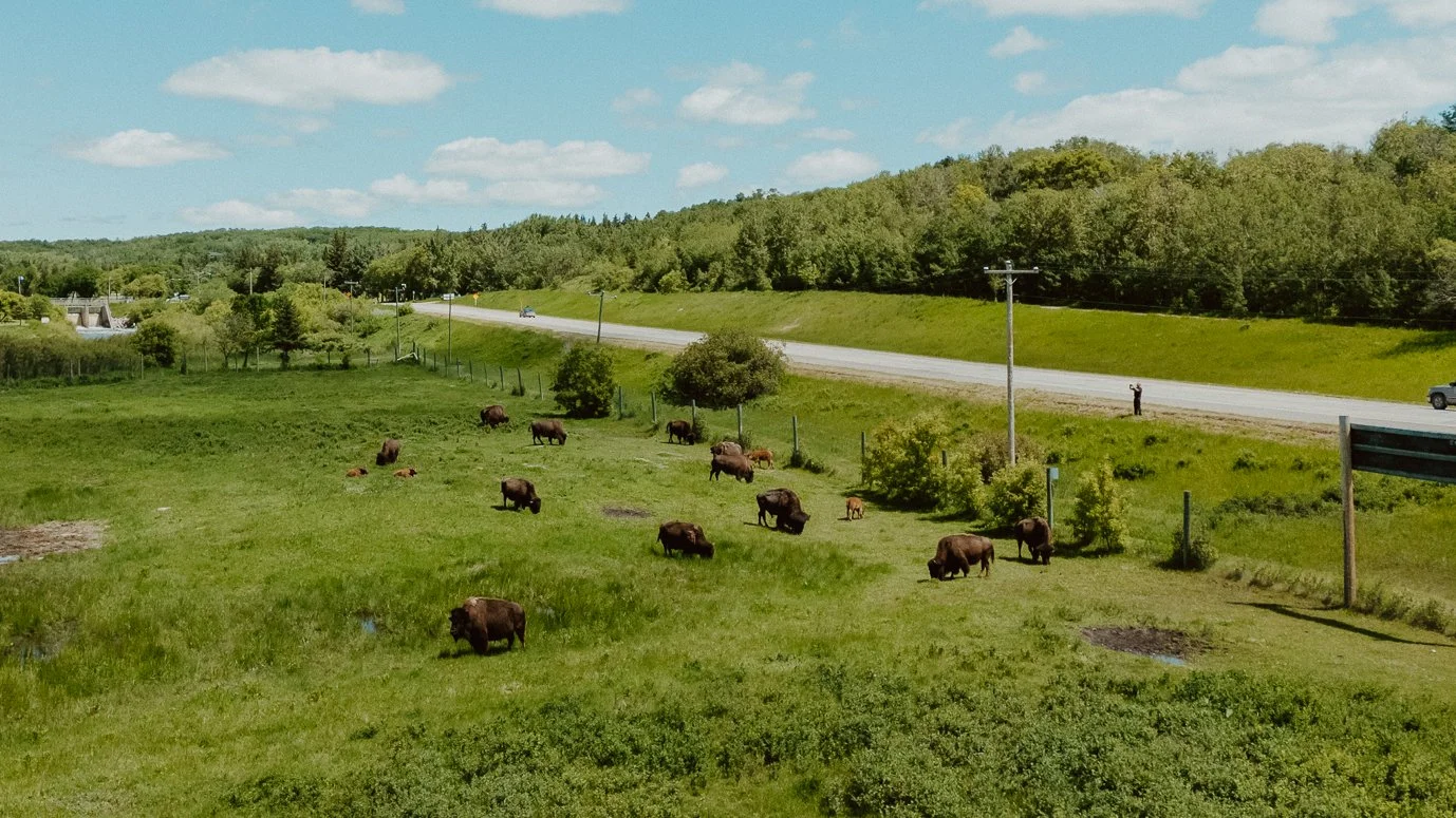 A grassy field with bison grazing, a few small ponds, and a road with cars and a person standing near the roadside, surrounded by trees and hills in the background on a partly cloudy day.